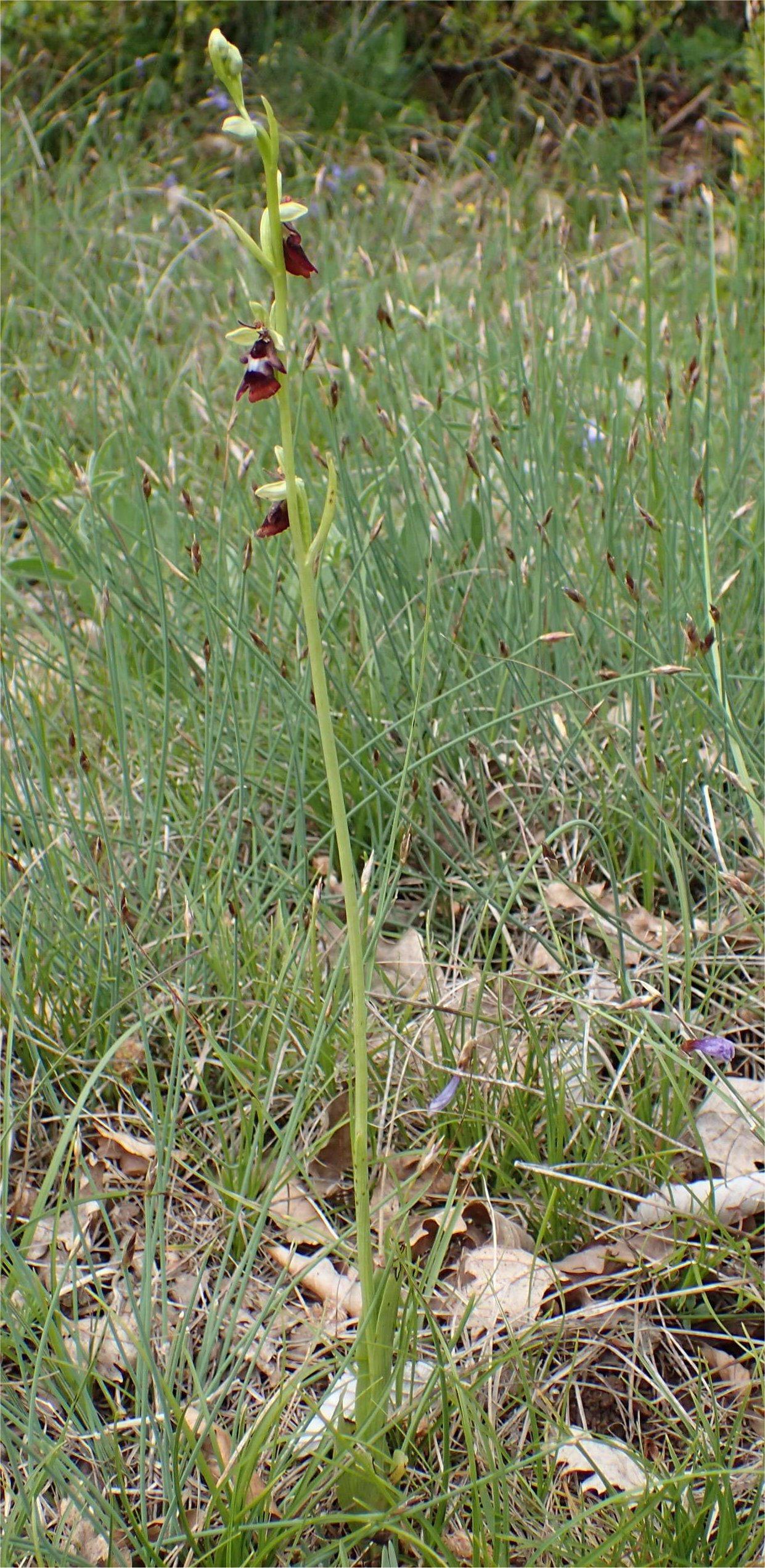 ophrys insectifera