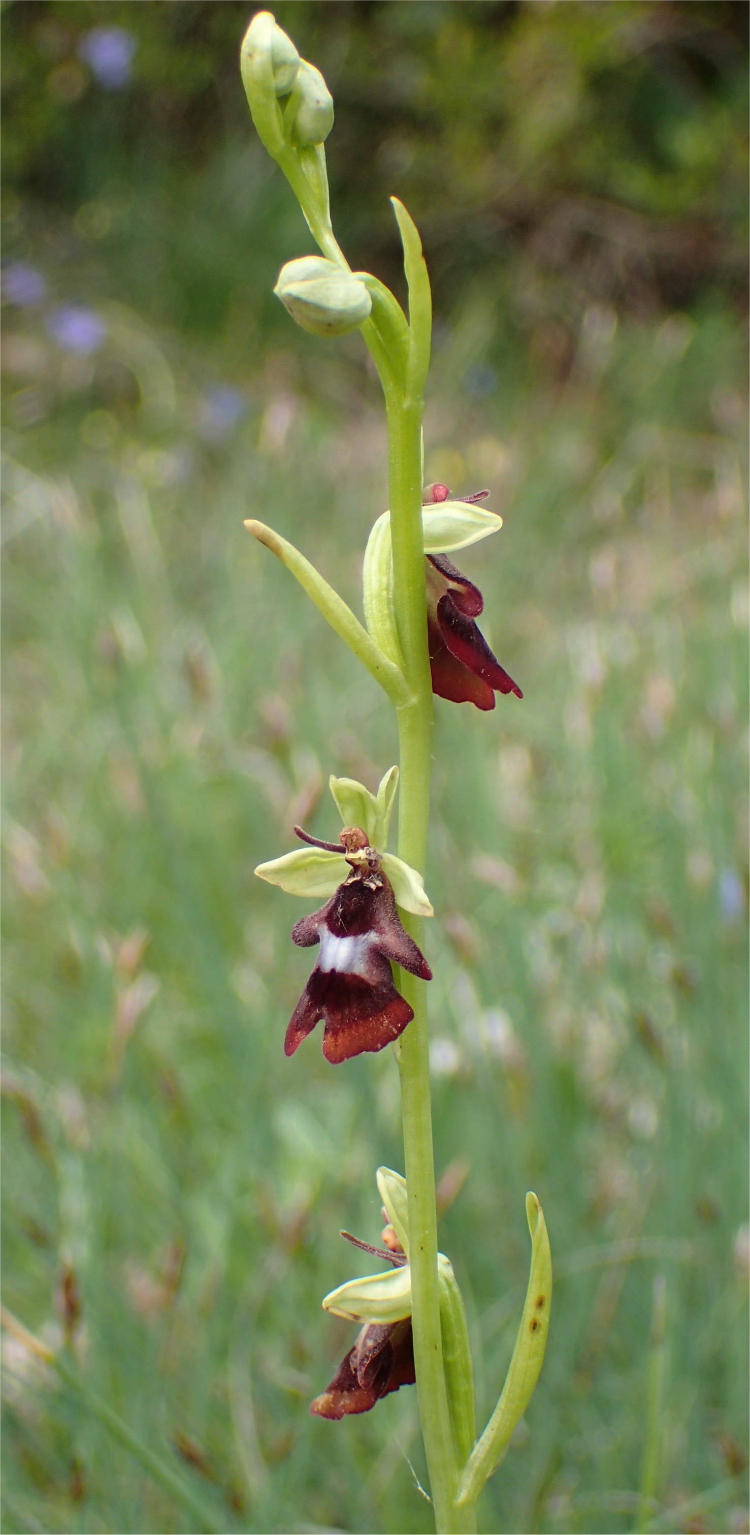 ophrys insectifera