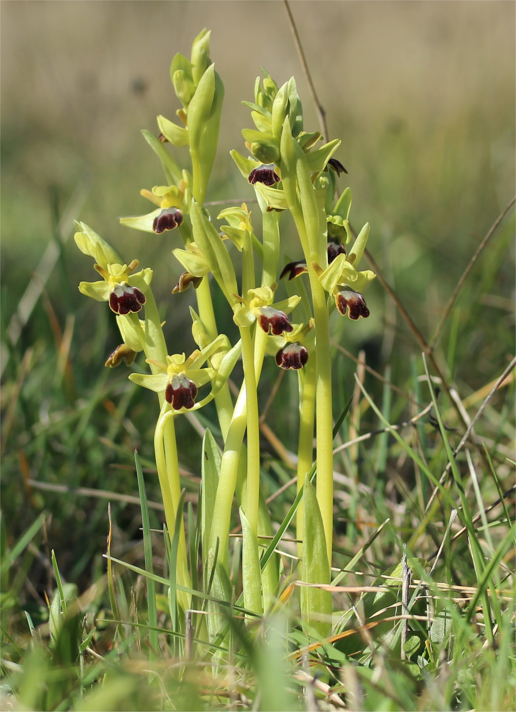 ophrys fusca
