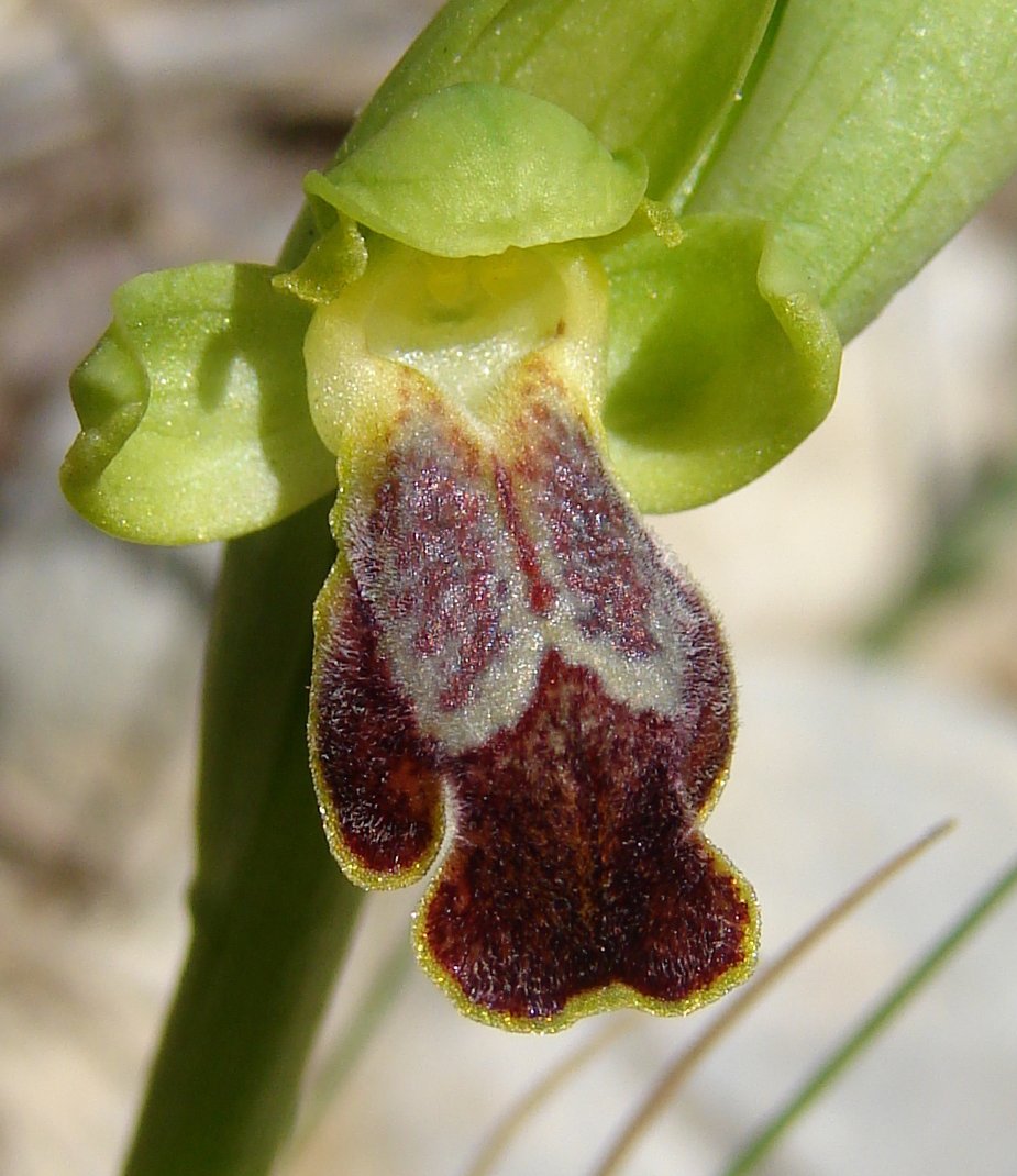 ophrys marmorata