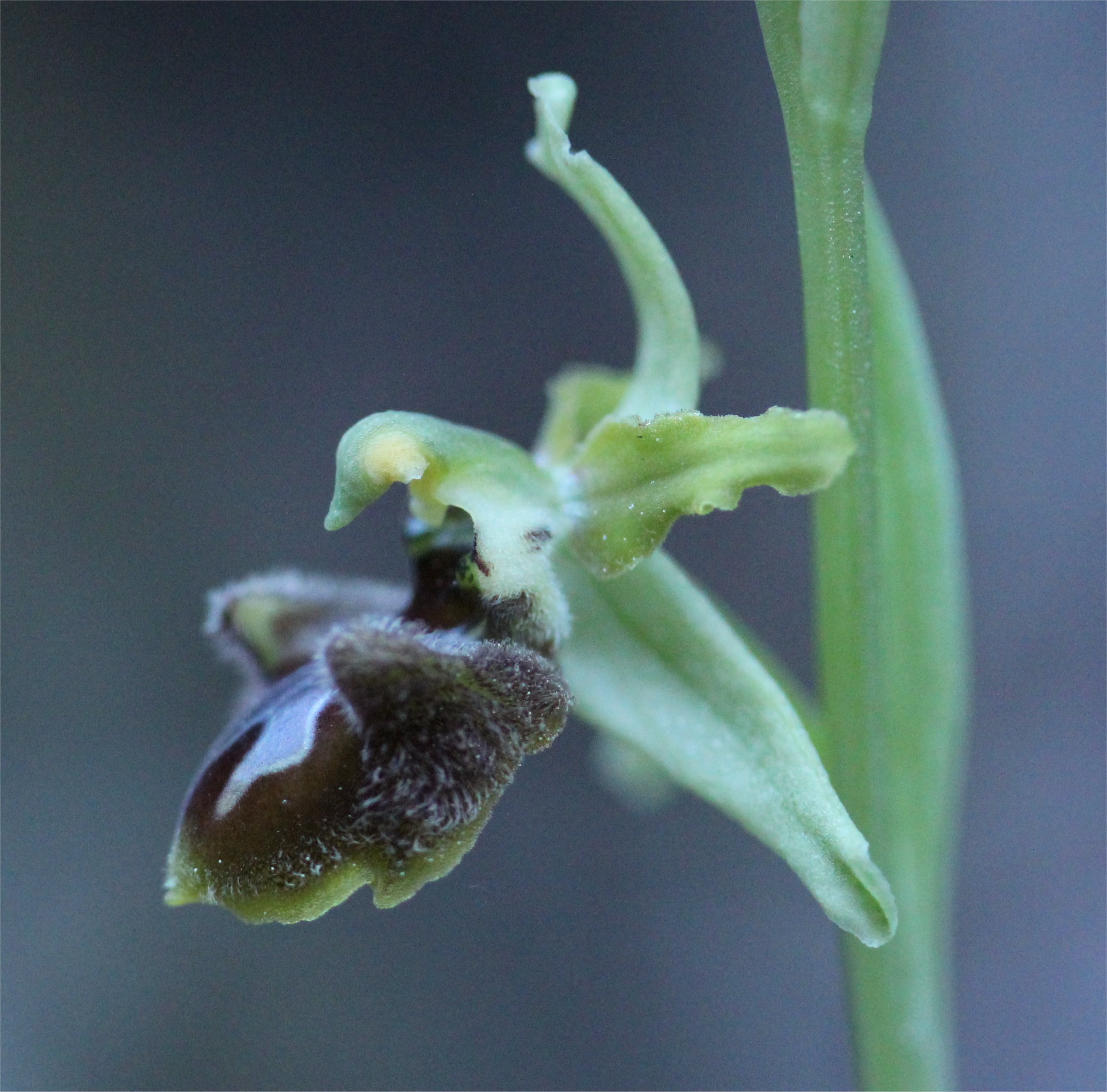 ophrys massiliensis