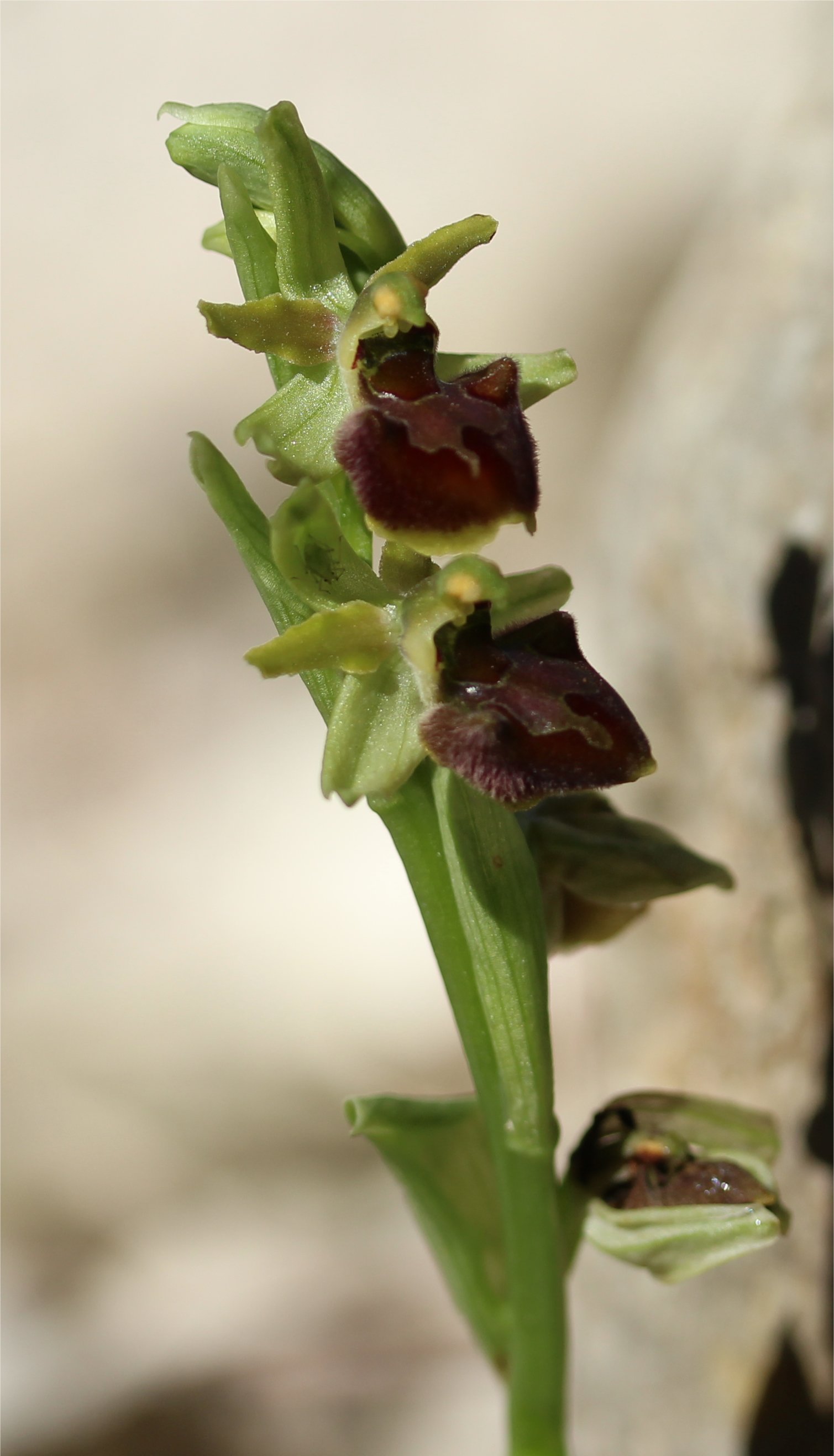 ophrys massiliensis