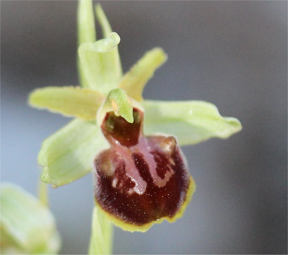 ophrys massiliensis