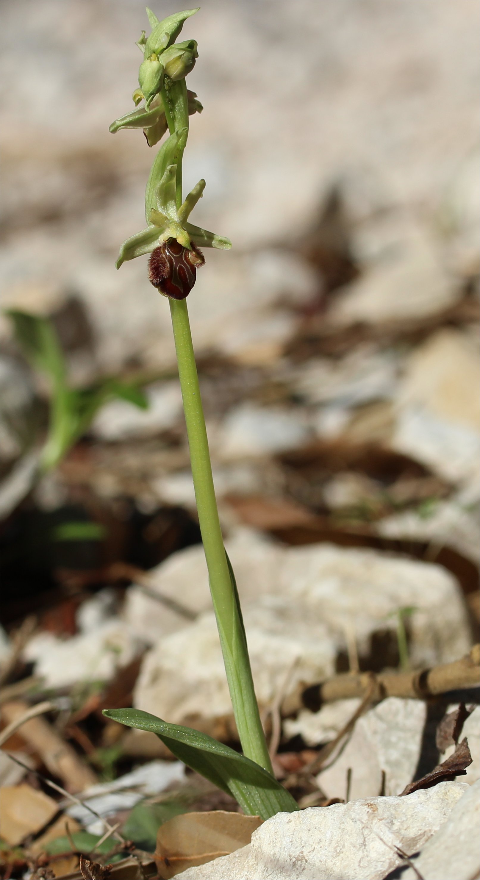 ophrys massiliensis