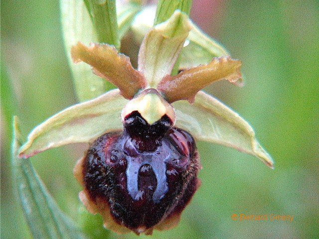 ophrys passionis