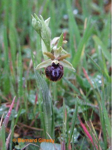 ophrys passionis