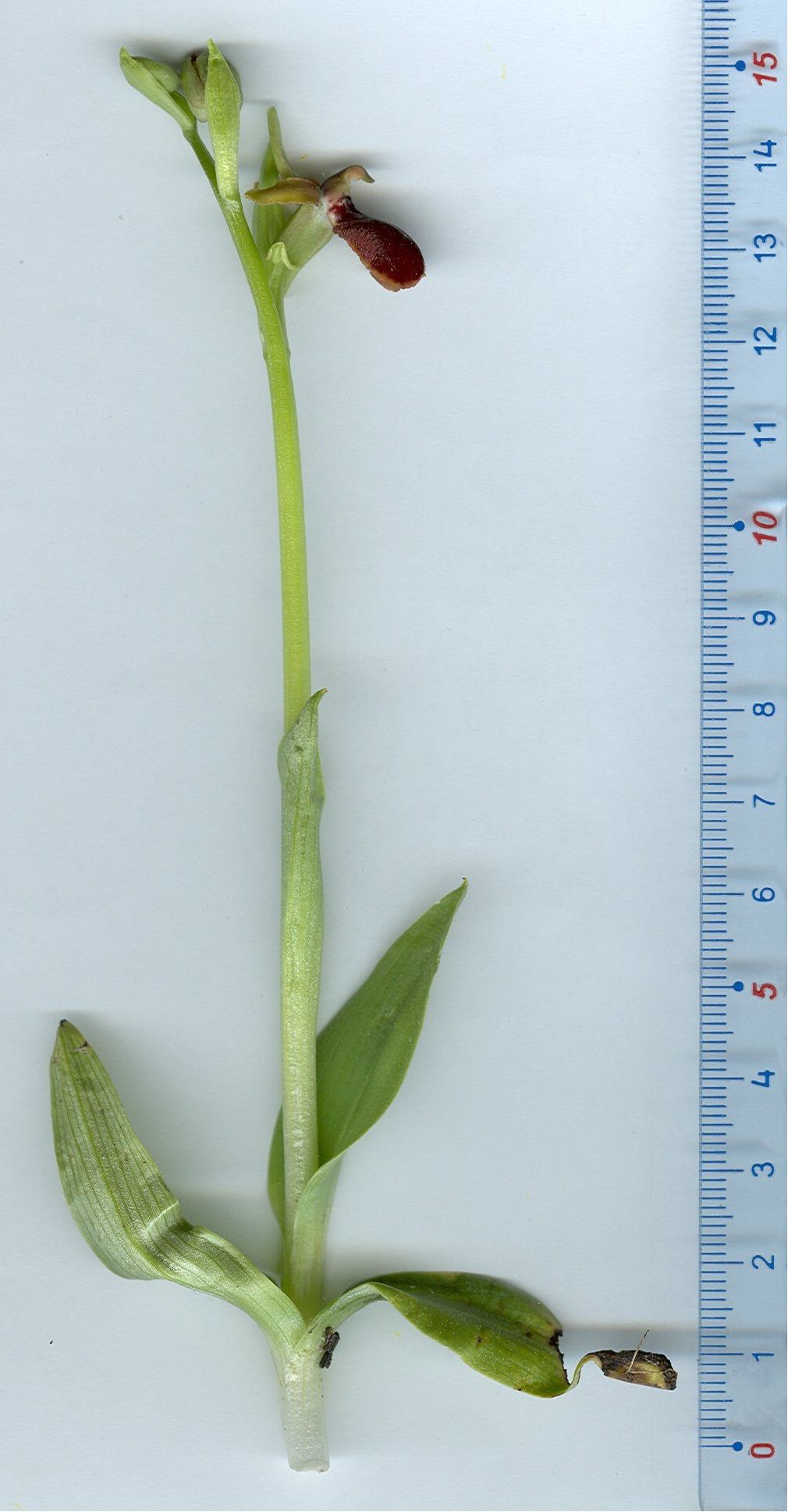 ophrys provincialis