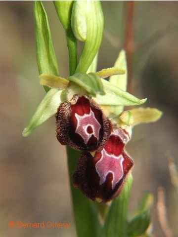 ophrys provincialis