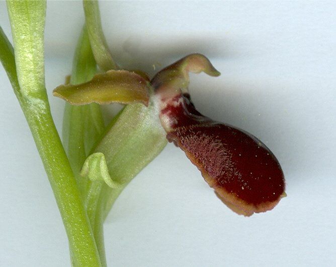 ophrys provincialis