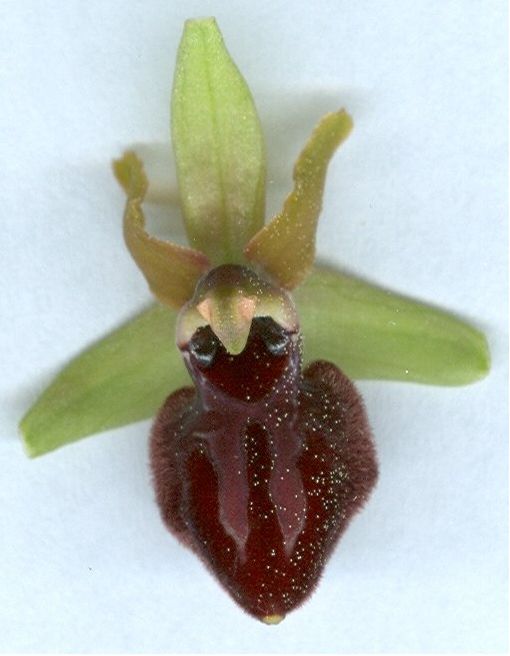 ophrys provincialis
