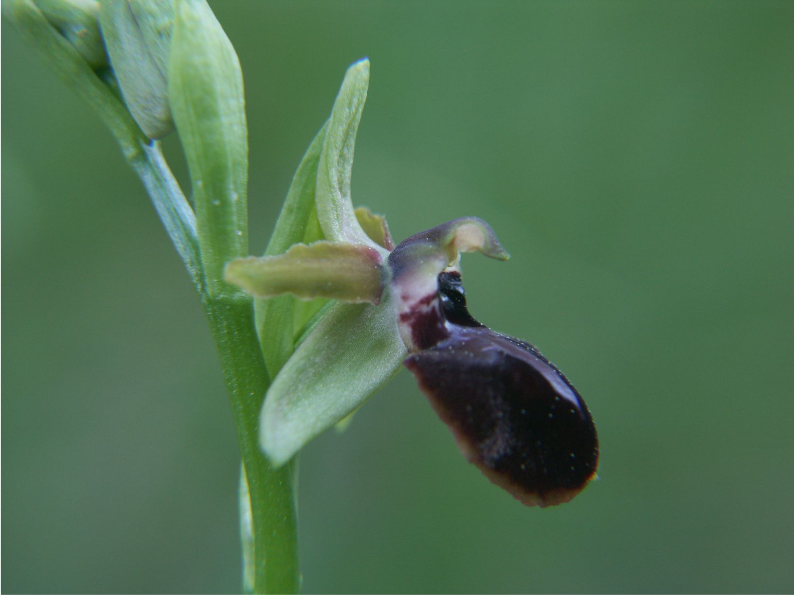 ophrys provincialis