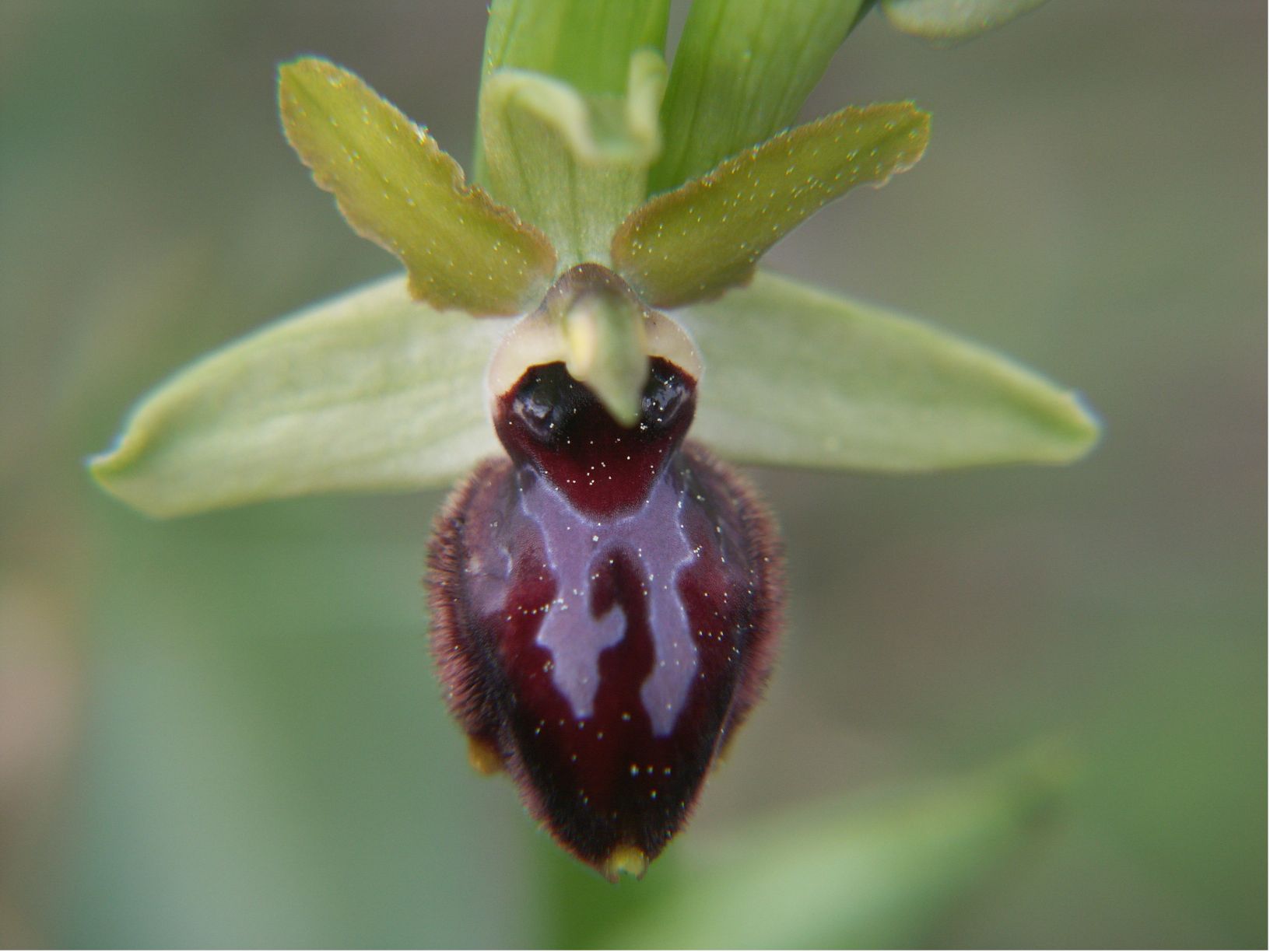 ophrys provincialis