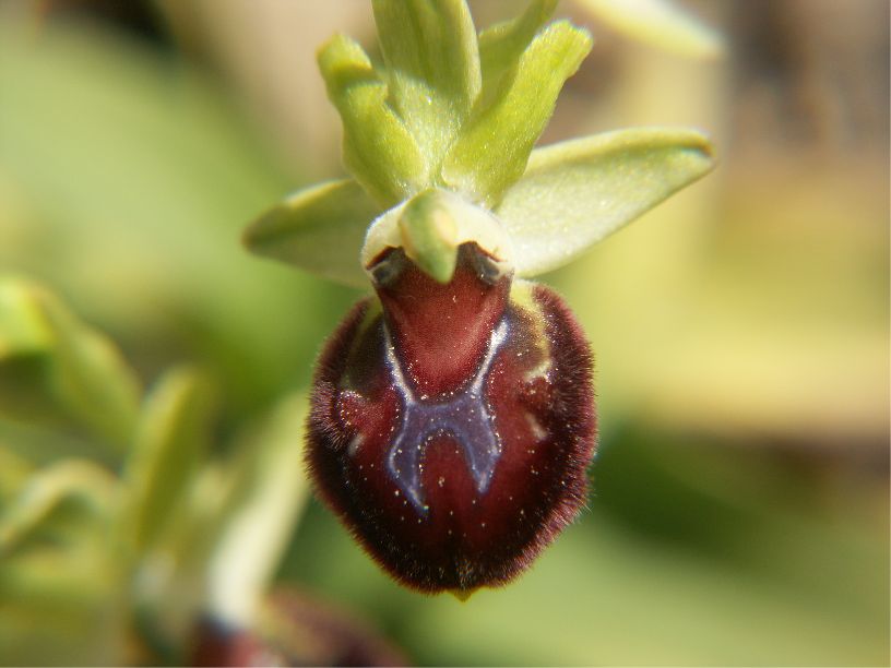 ophrys provincialis