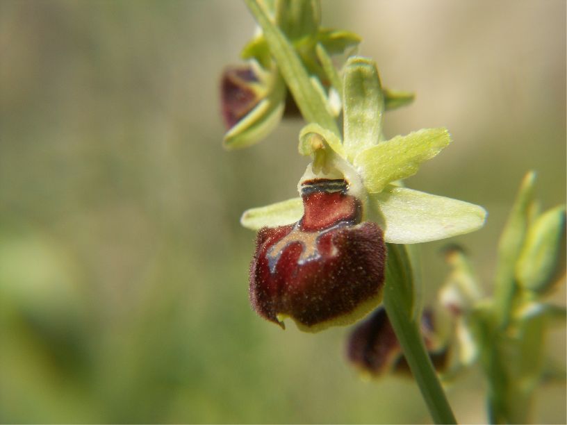 ophrys provincialis