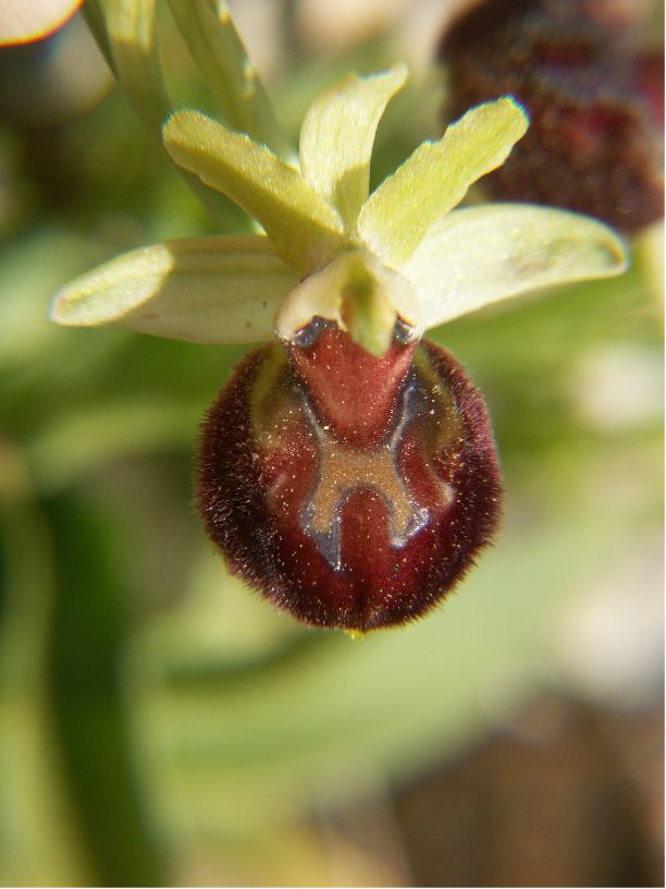 ophrys provincialis