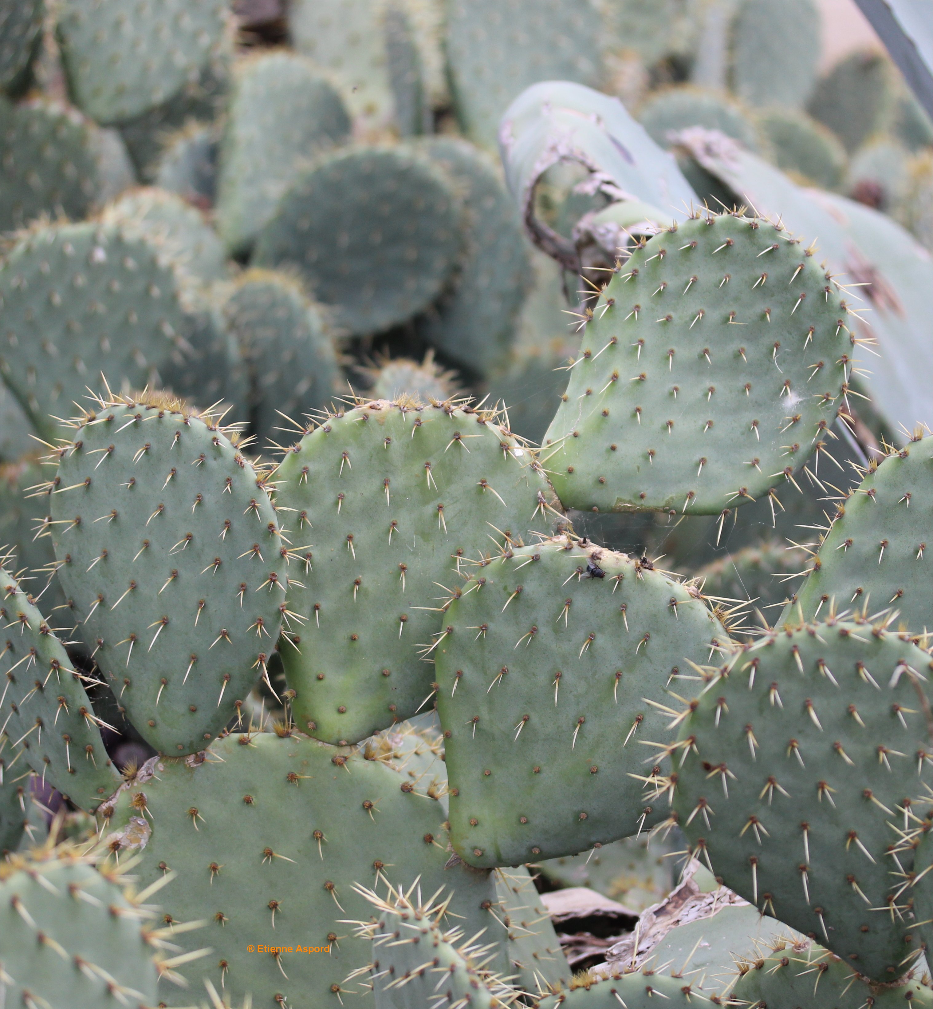 opuntia-engelmannii