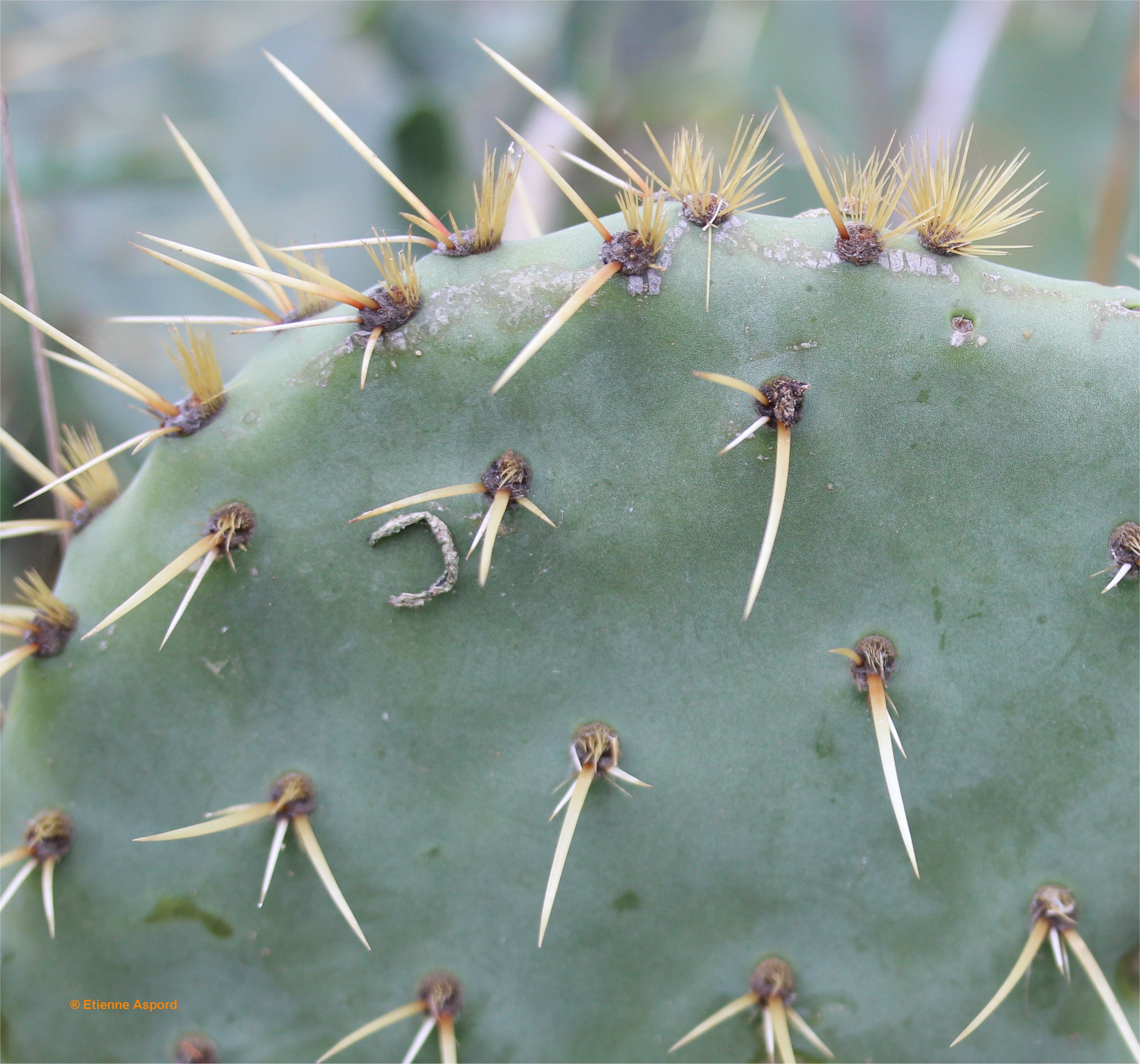 opuntia-engelmannii