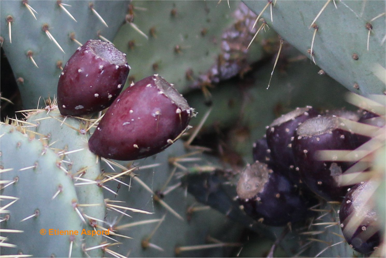 opuntia-engelmannii
