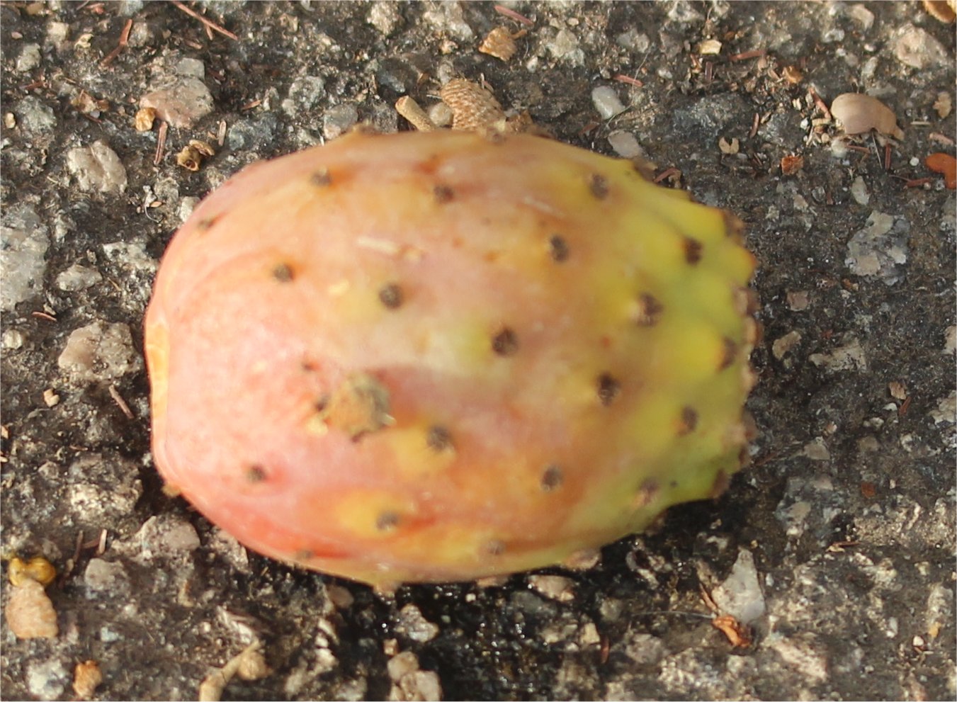 opuntia-ficus-indica