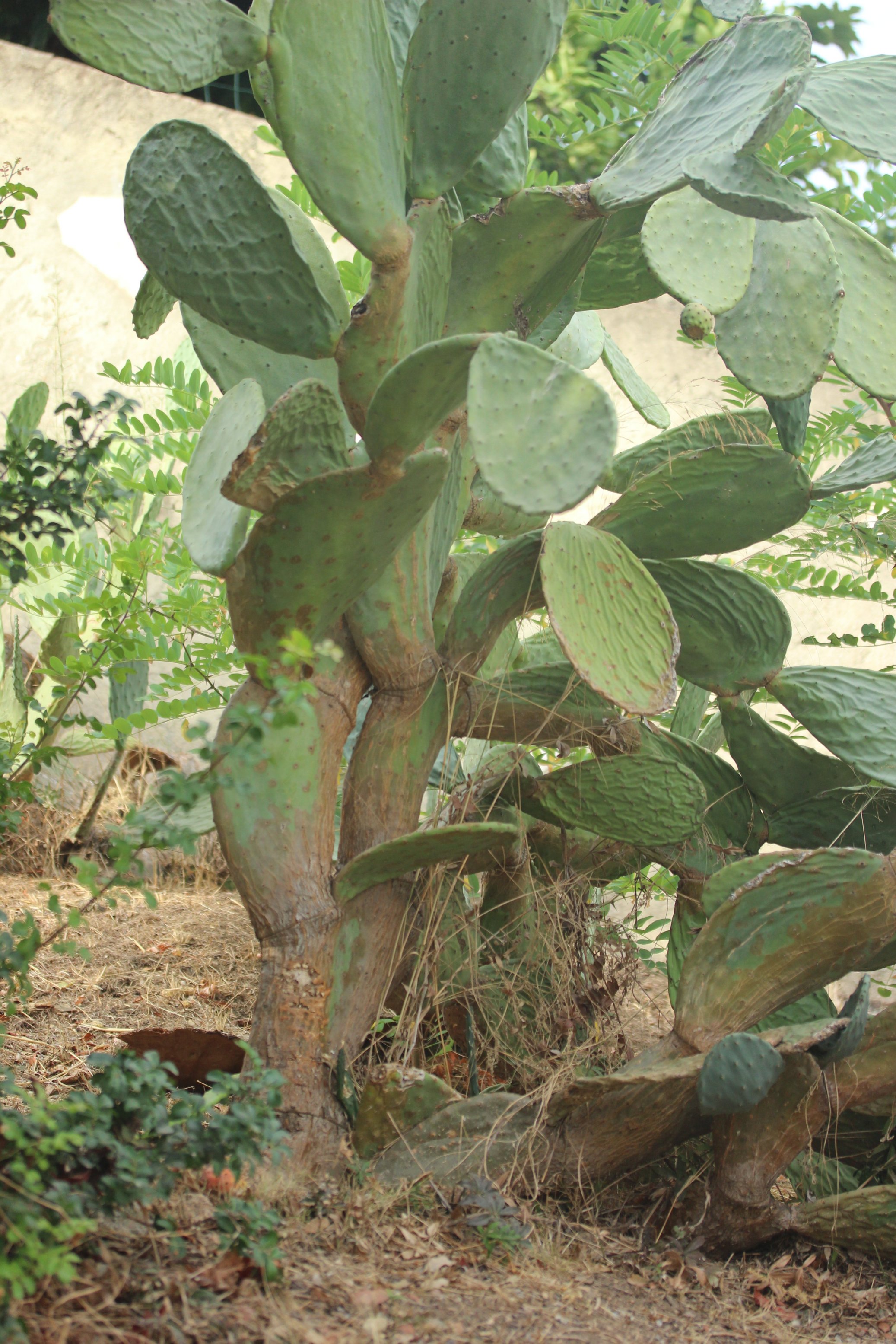 opuntia-ficus-indica