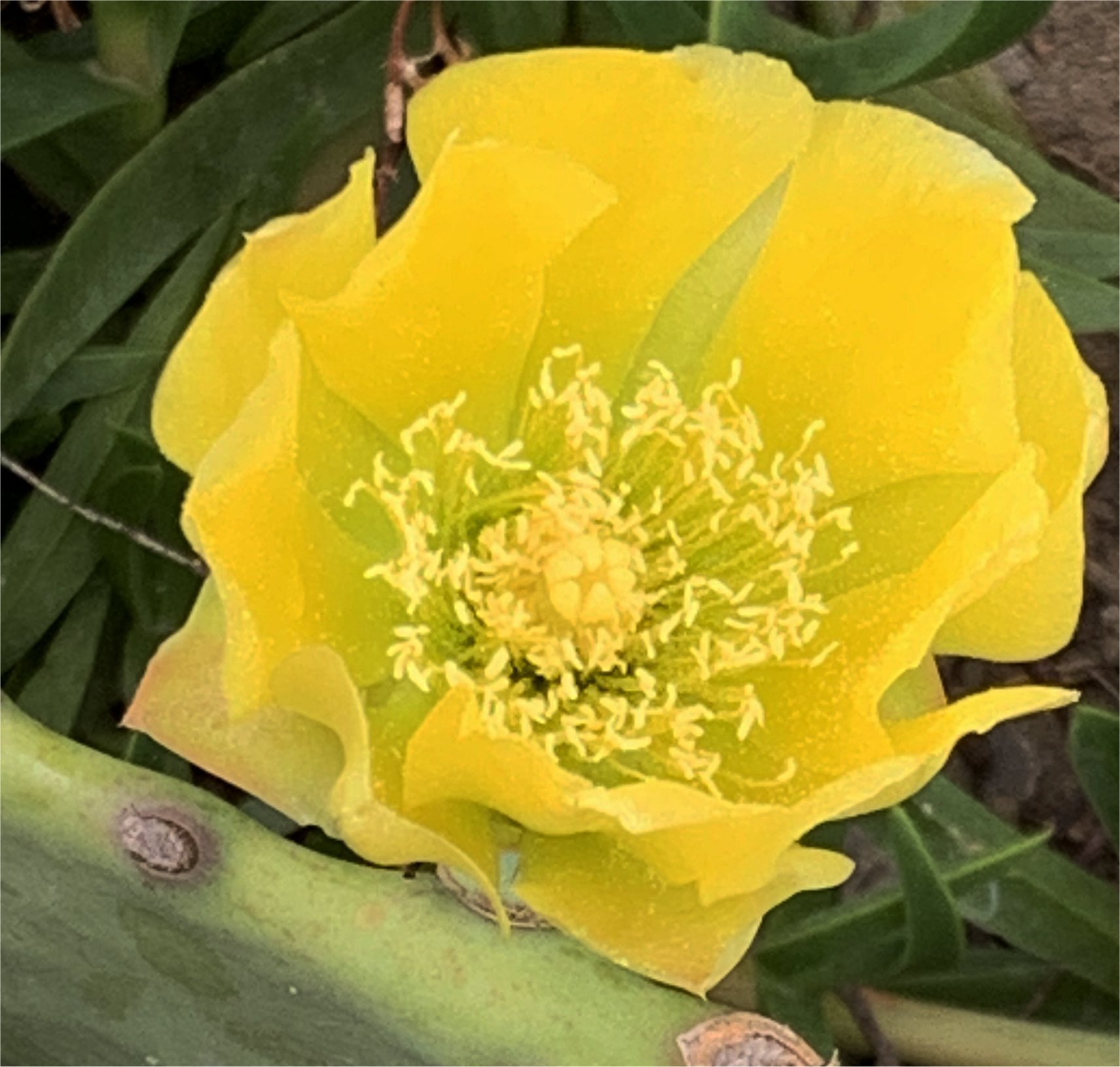 opuntia-humifusa