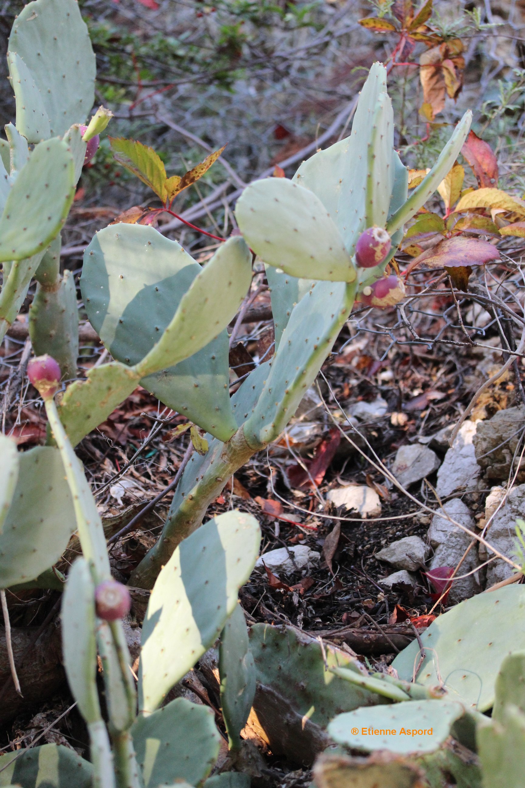 opuntia-stricta