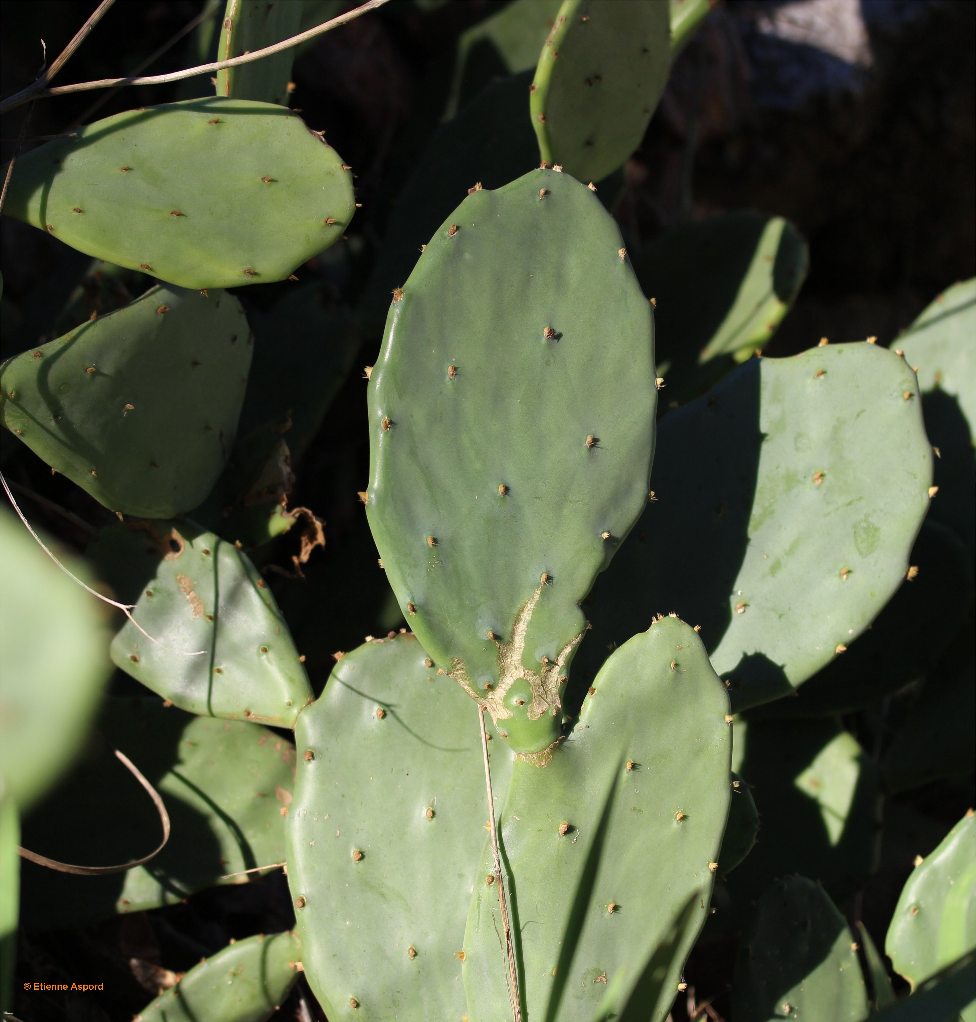 opuntia-stricta