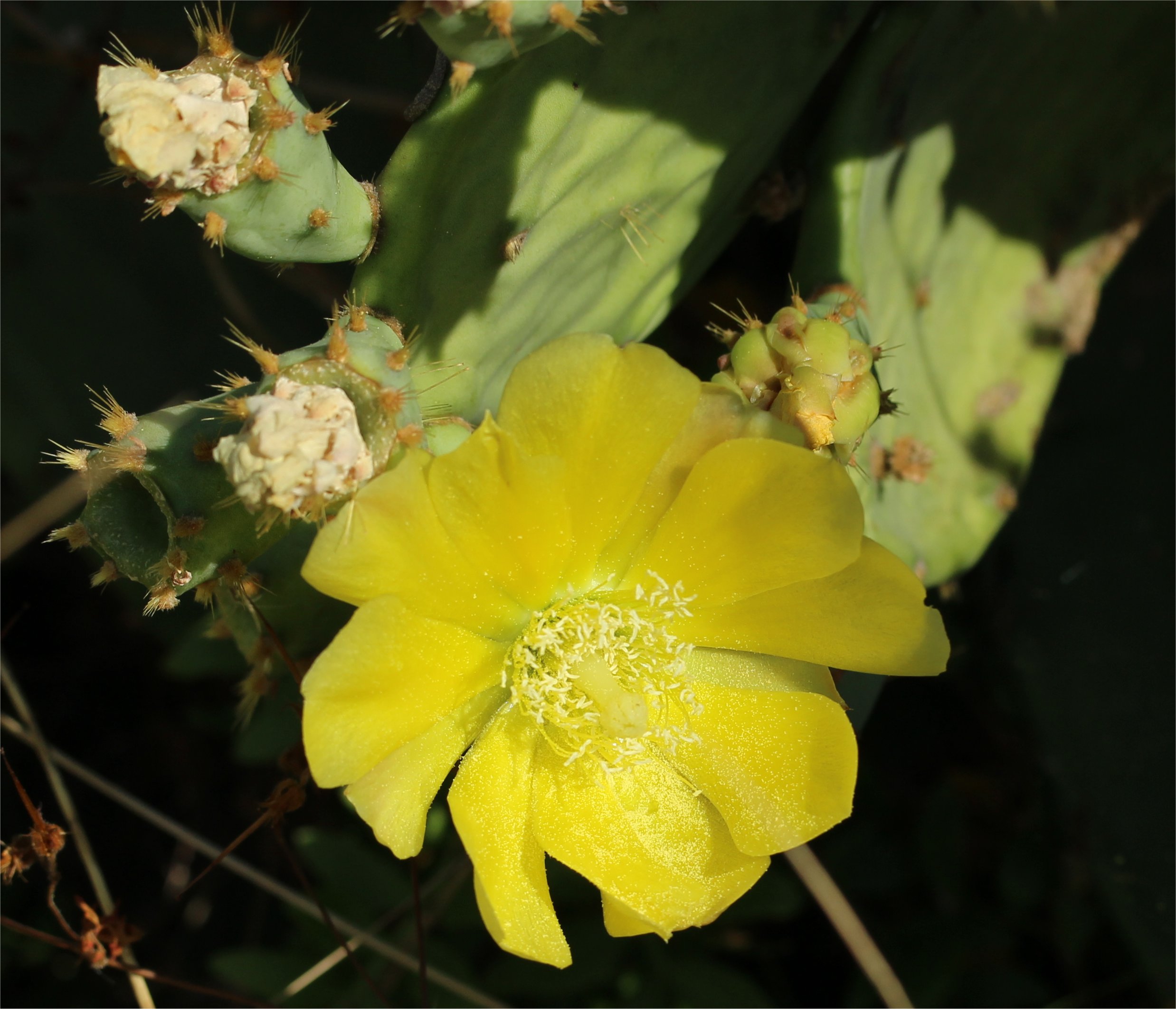 opuntia-stricta