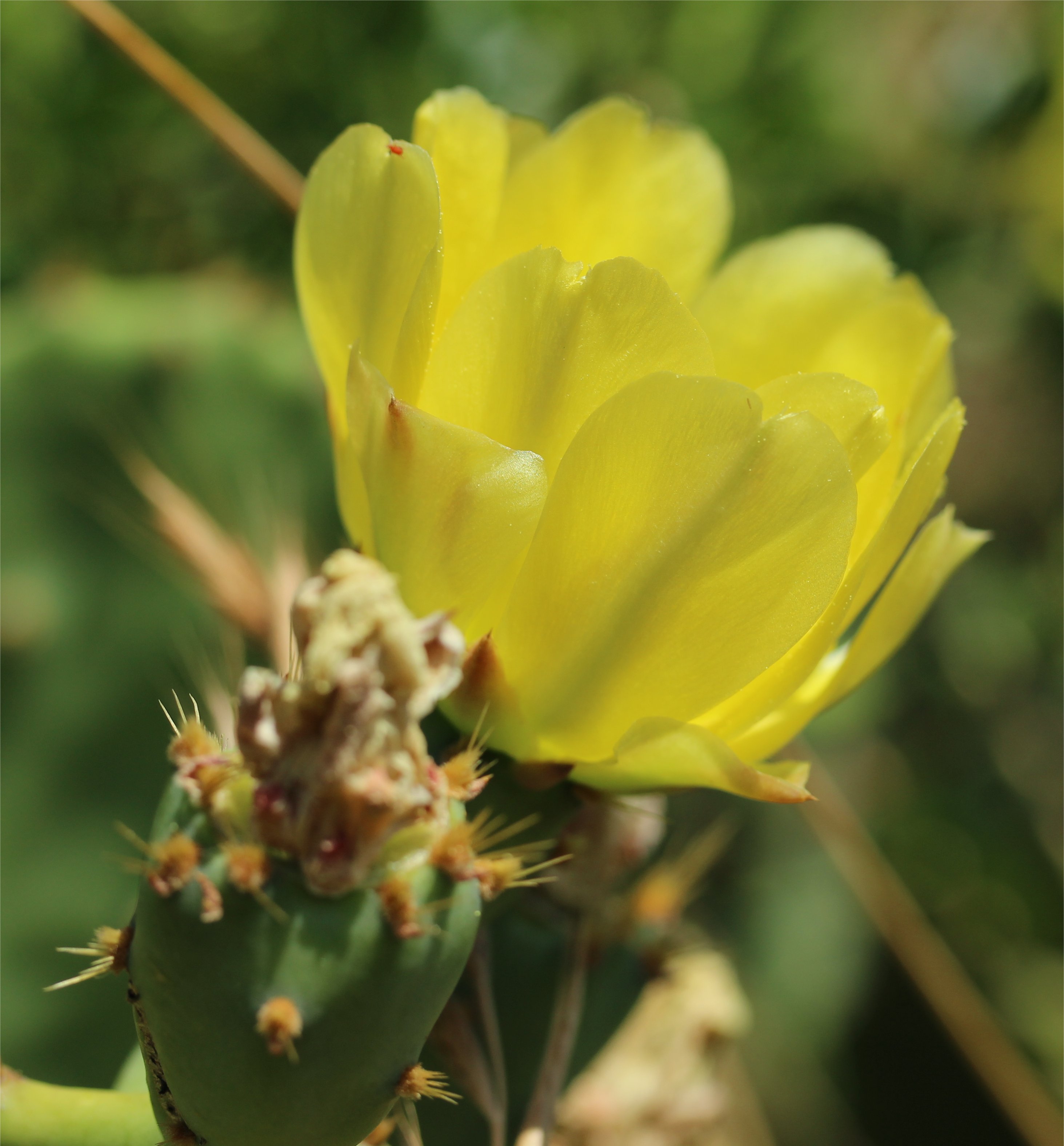 opuntia-stricta