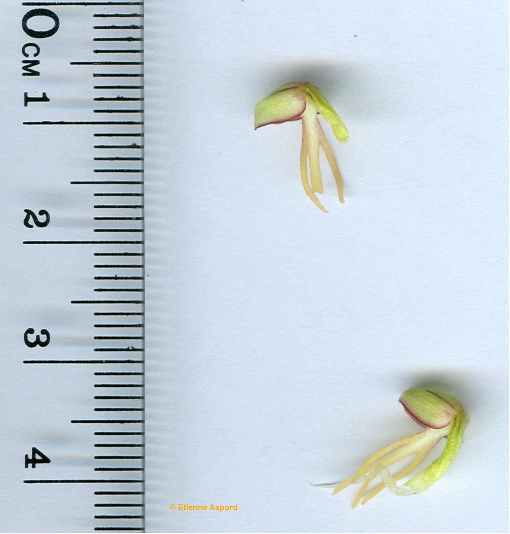 orchis anthropophora