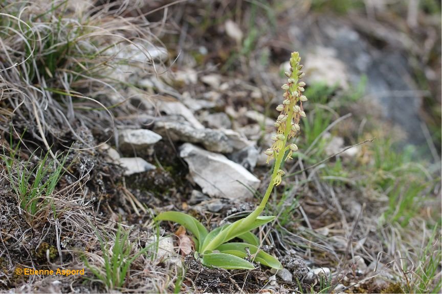 orchis anthropophora