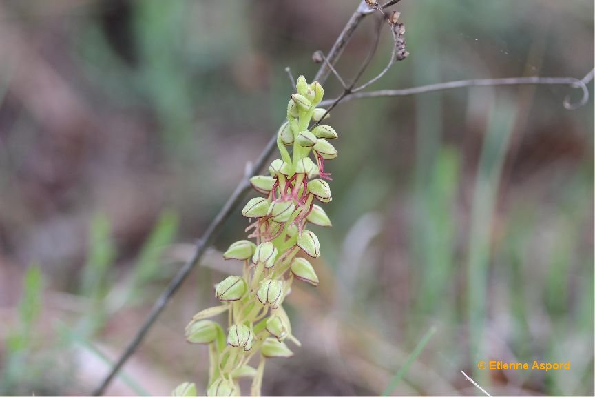 orchis anthropophora
