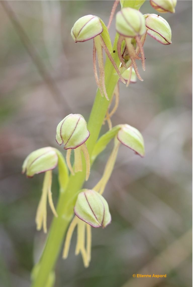 orchis anthropophora