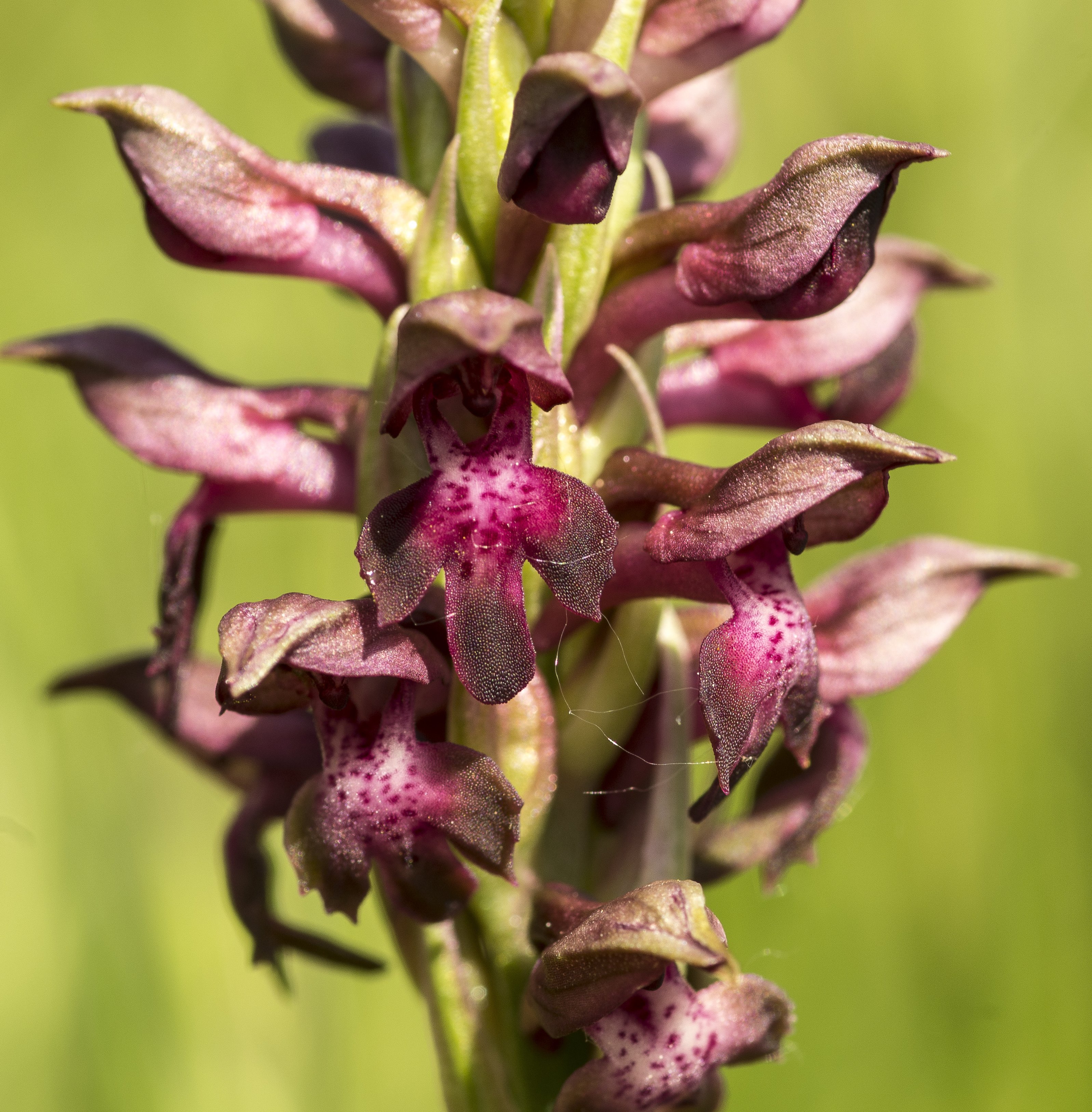 orchis coriophora