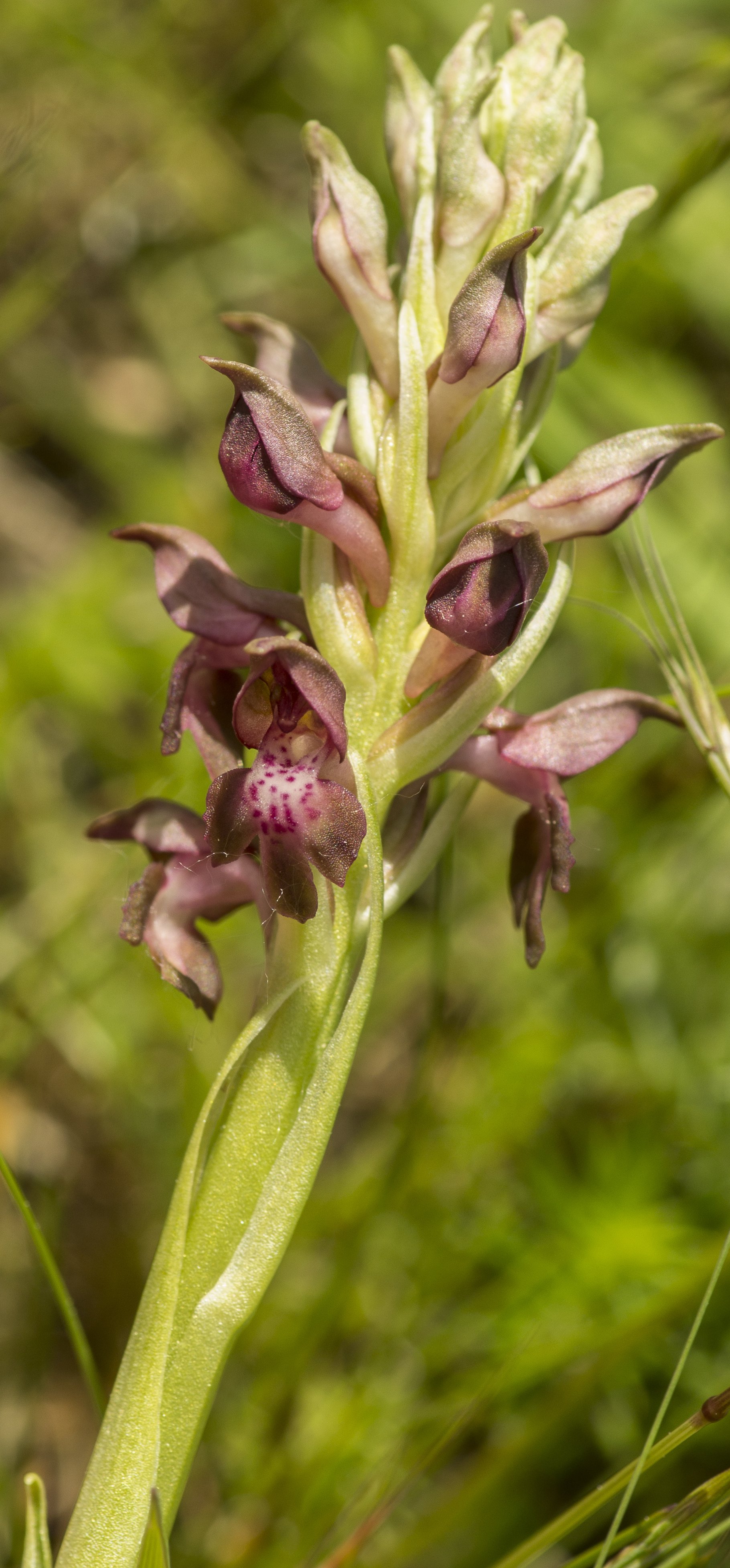 orchis coriophora
