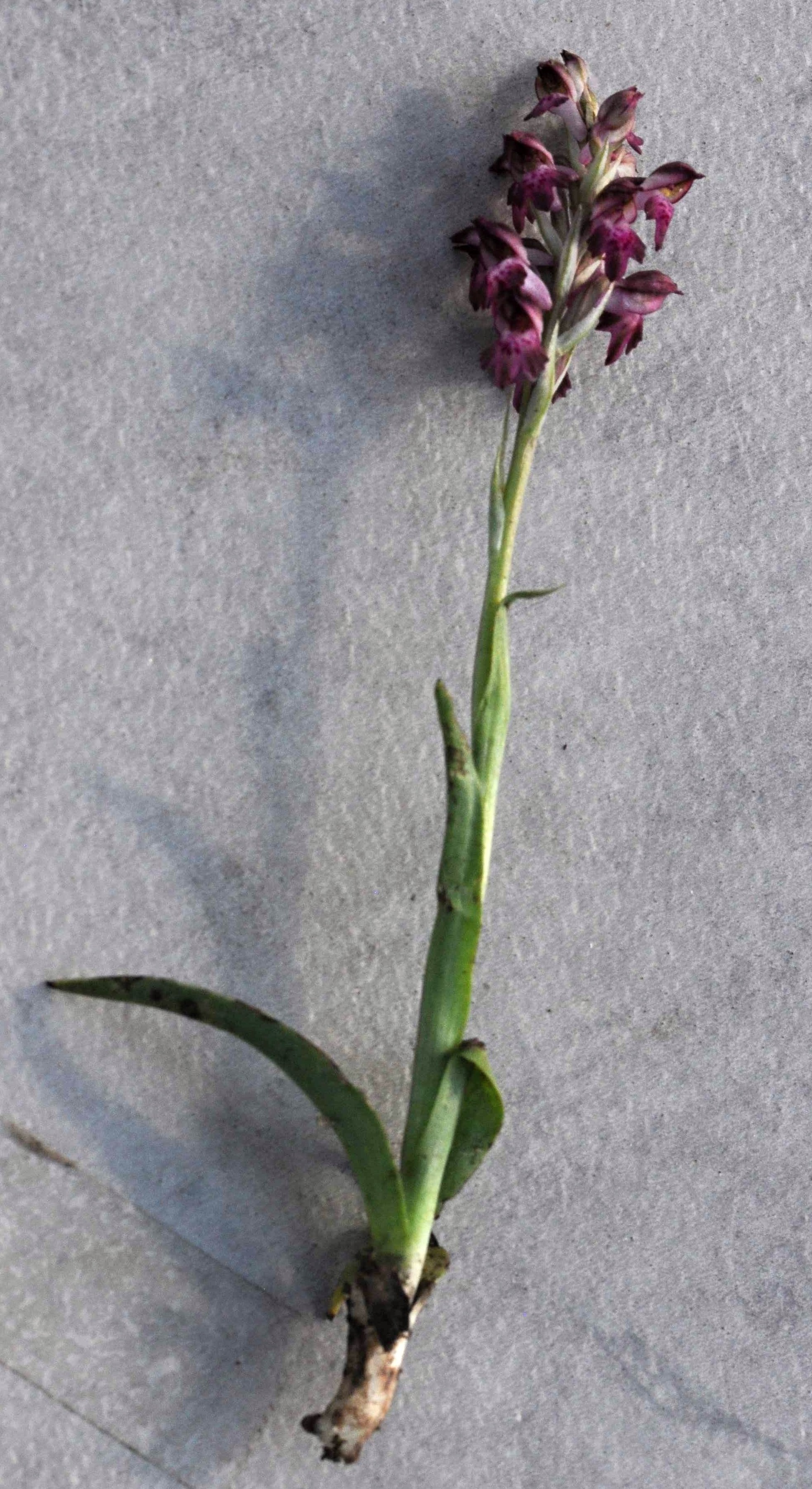 orchis coriophora