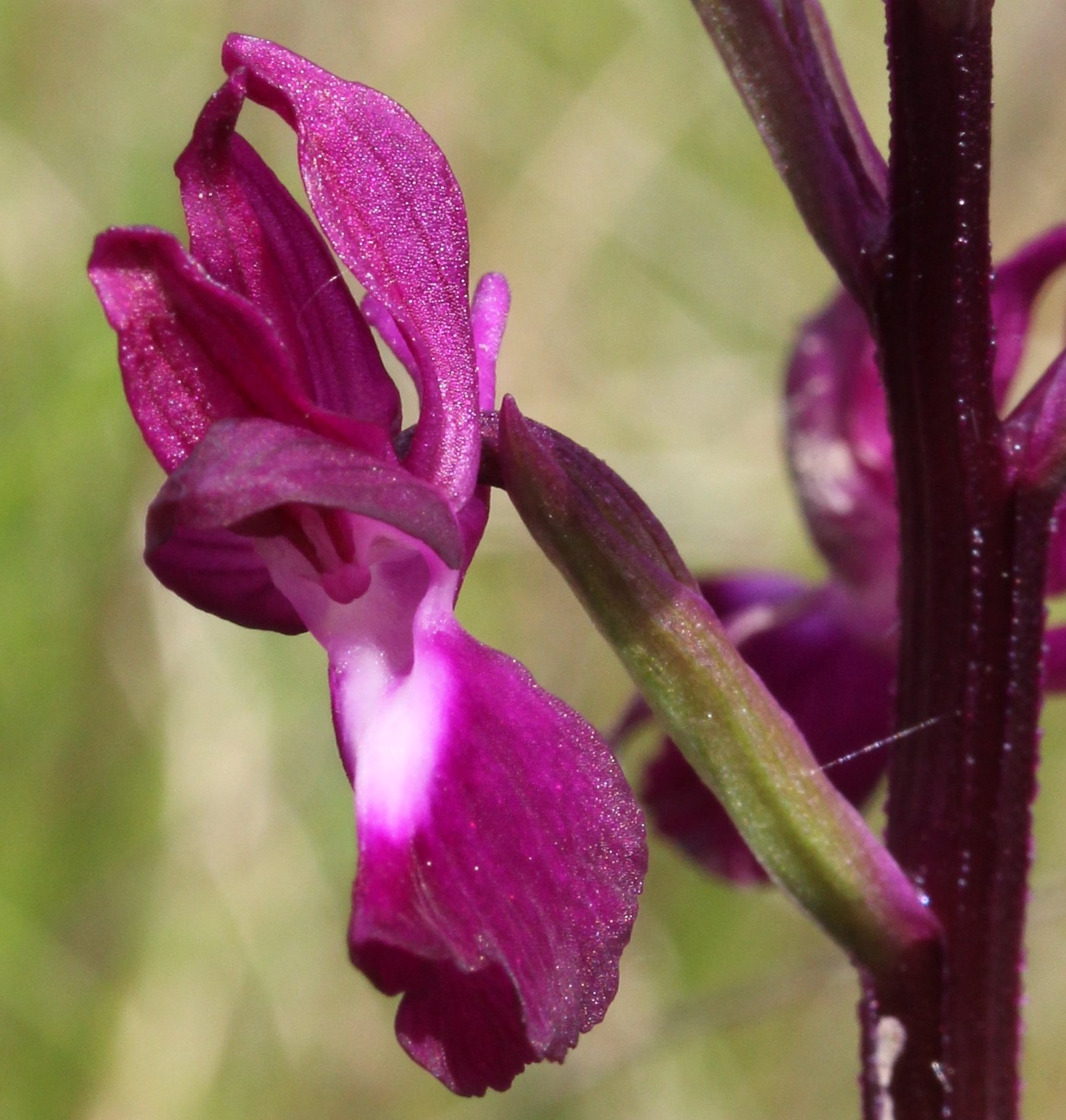 orchis laxiflora
