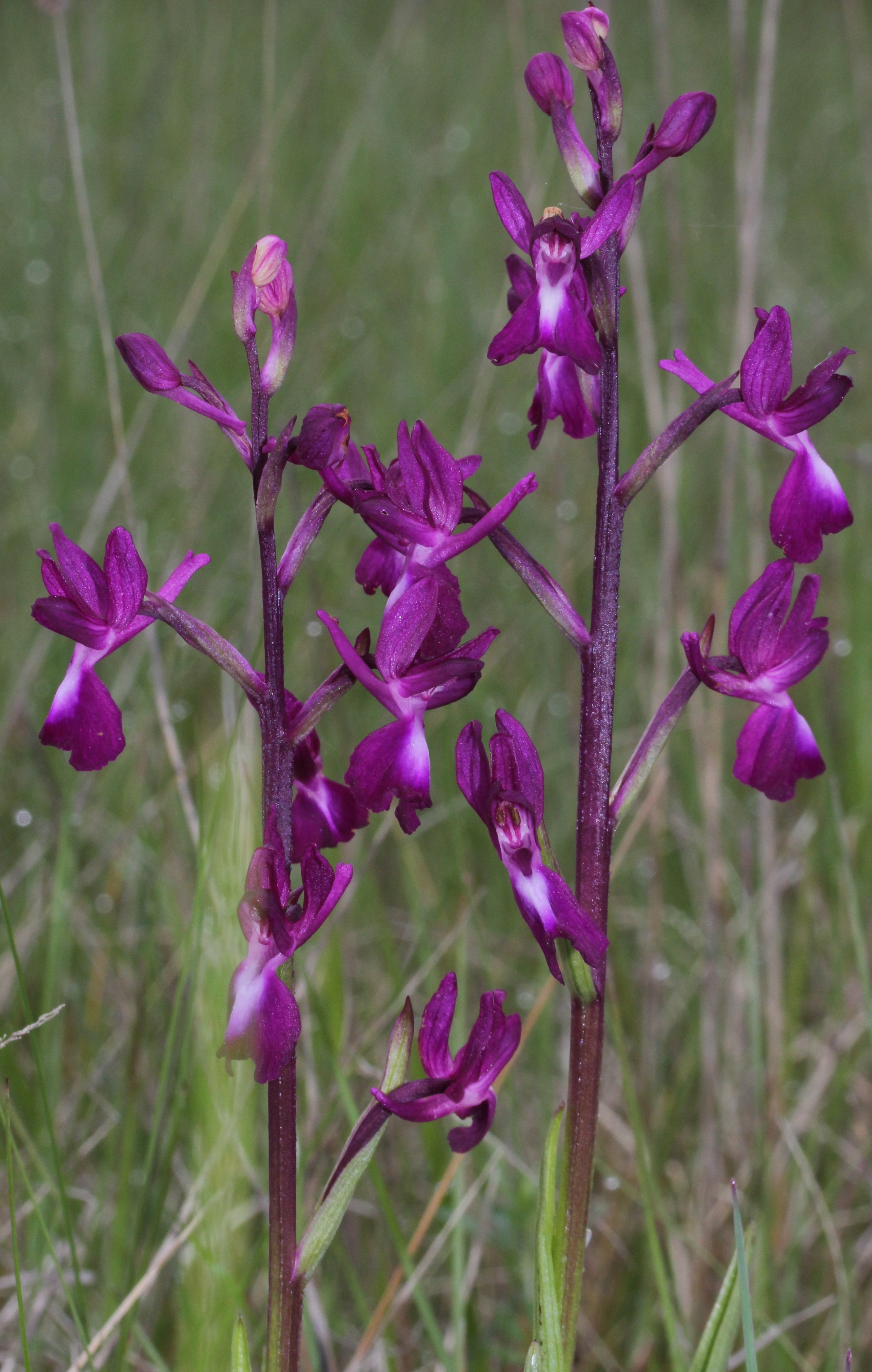 orchis laxiflora