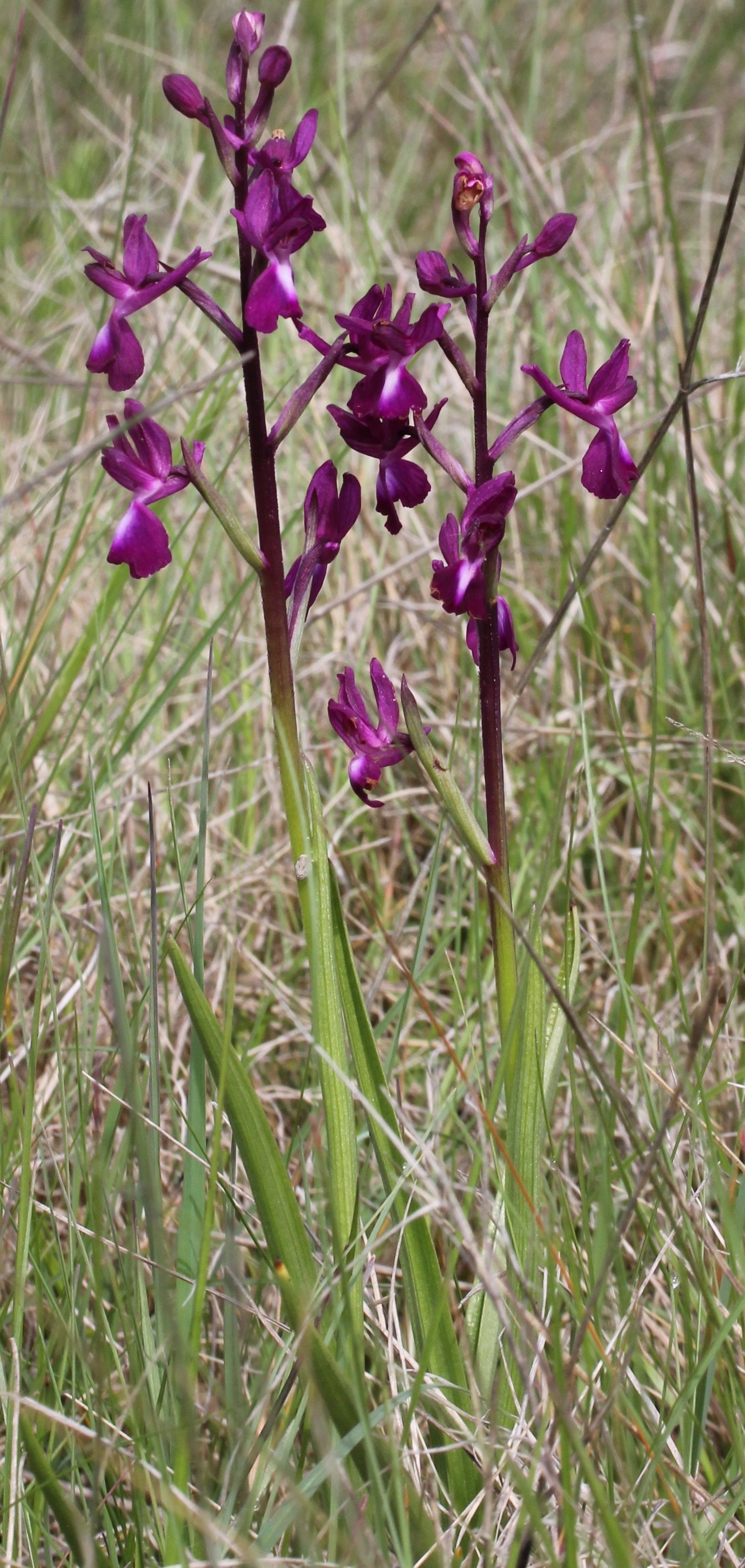 orchis laxiflora
