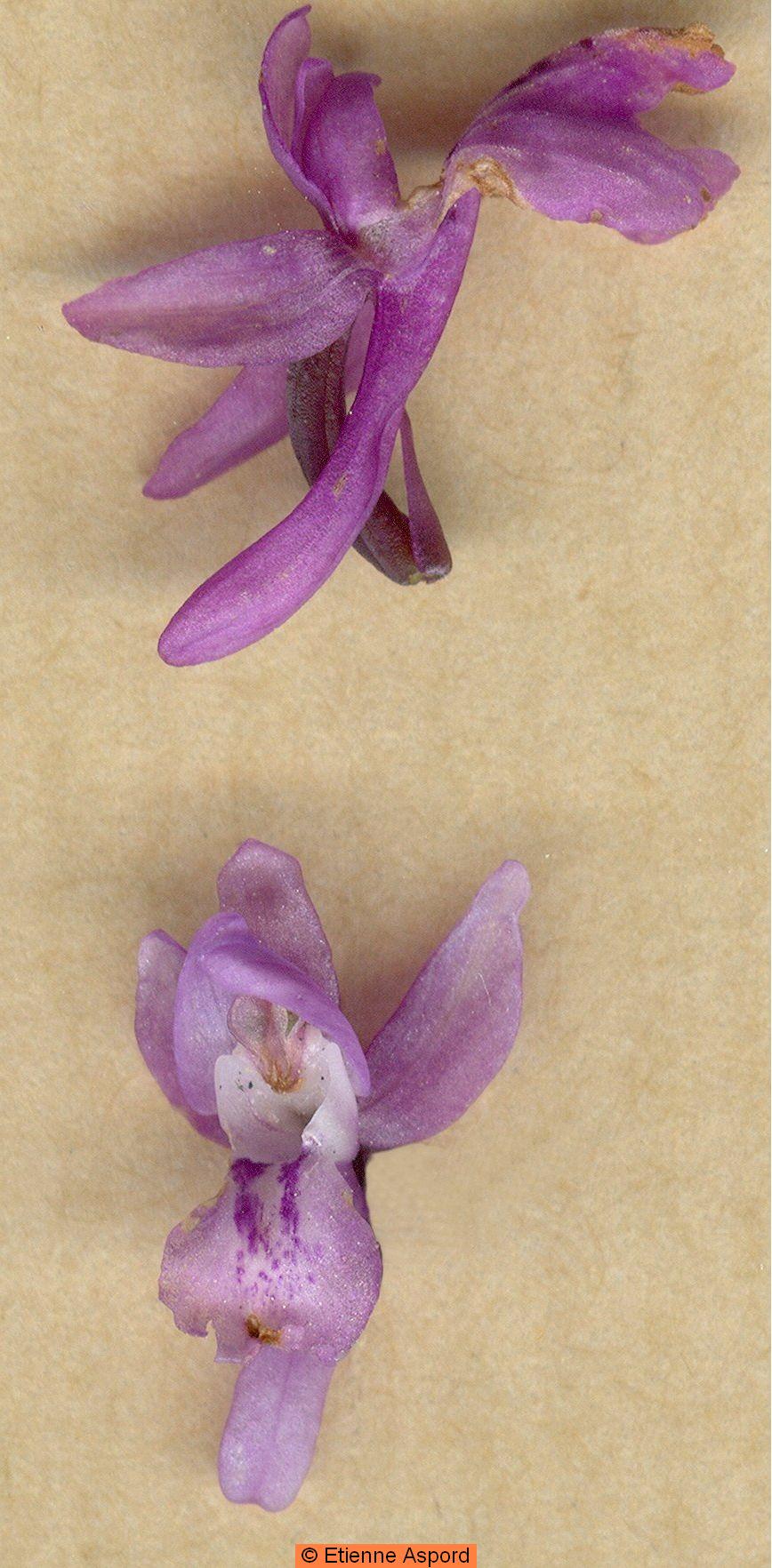 orchis olbiensis