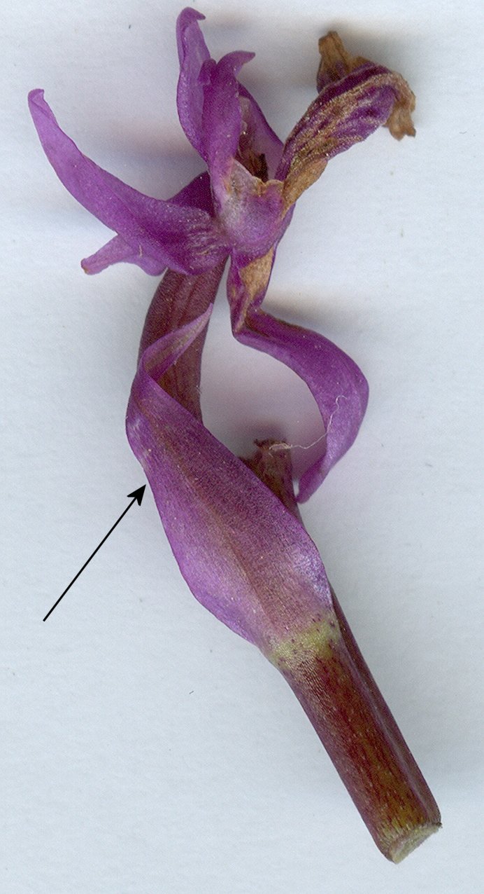 orchis olbiensis