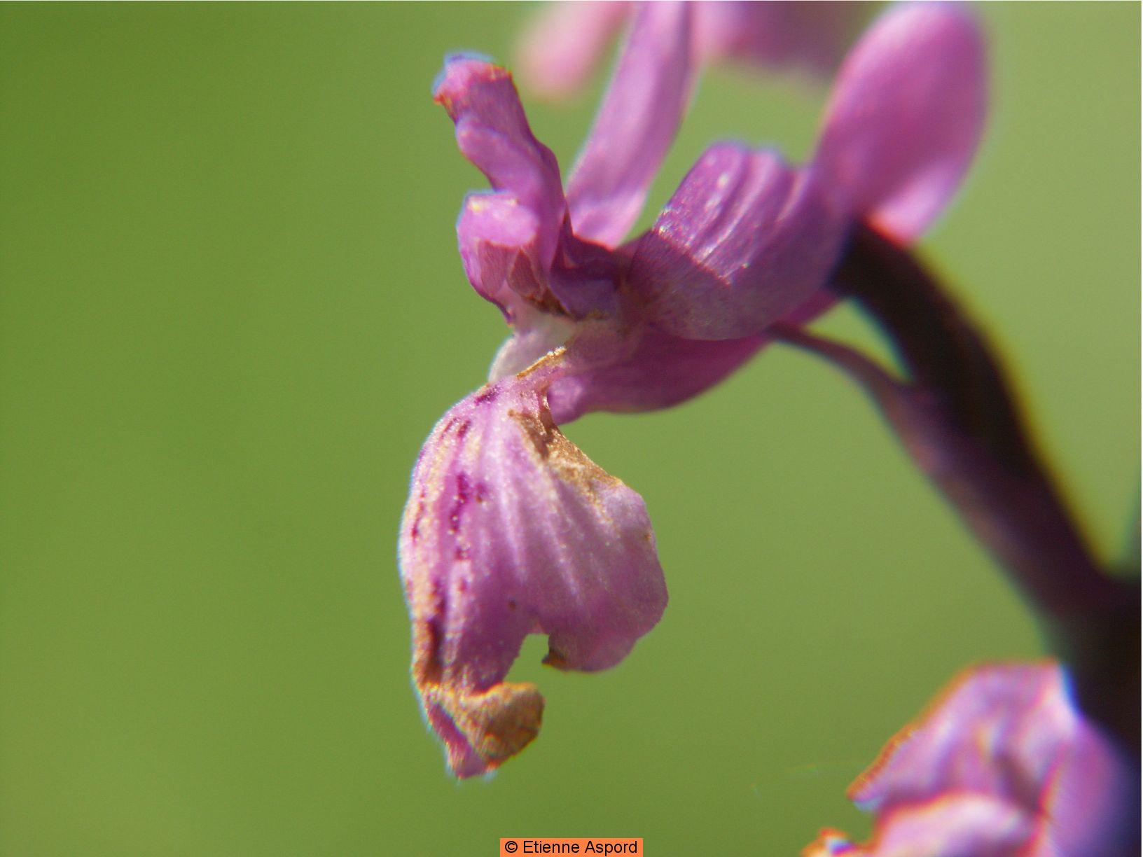 orchis olbiensis
