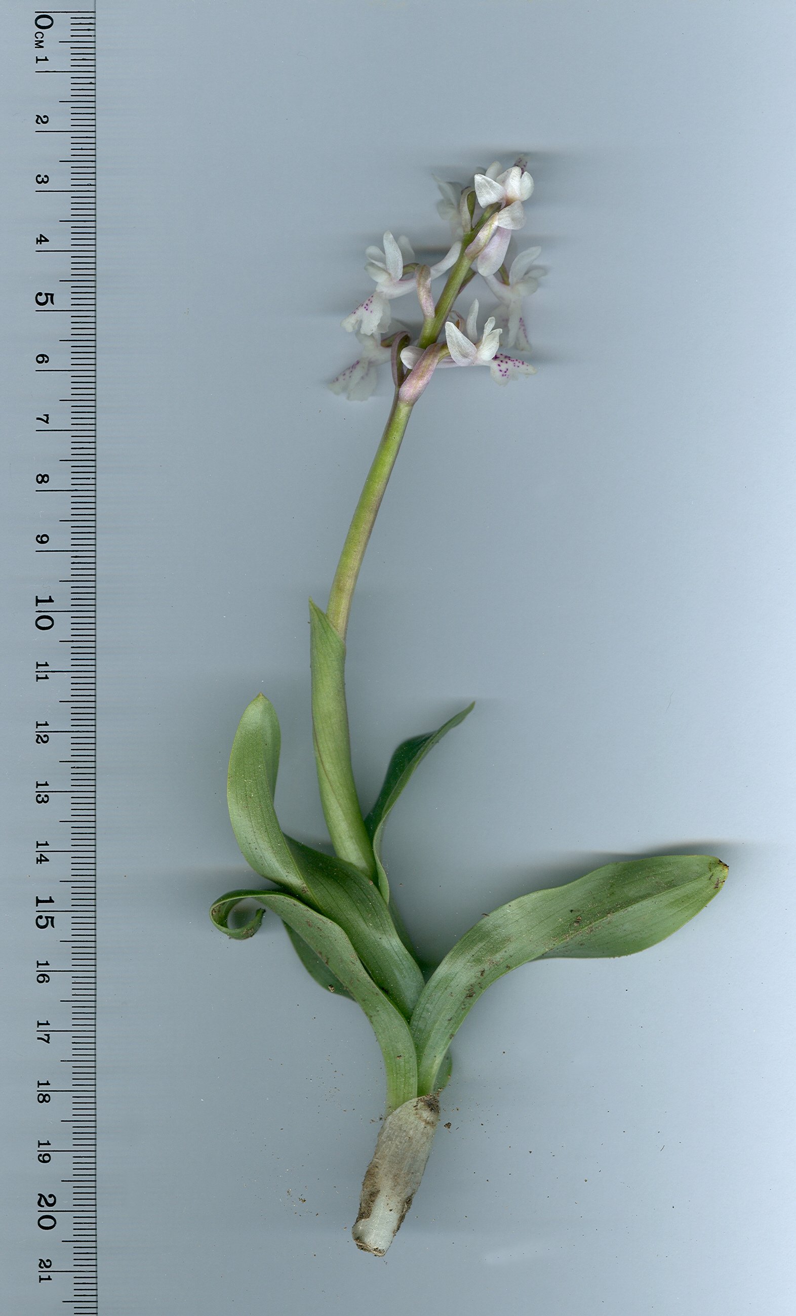 orchis olbiensis