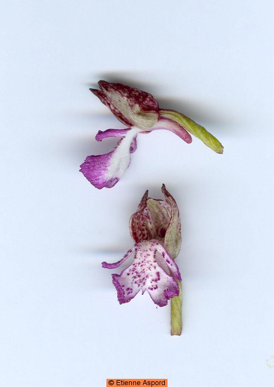 orchis purpurea