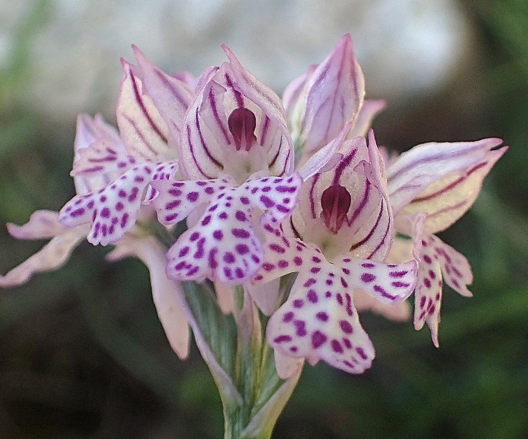 orchis tridentata