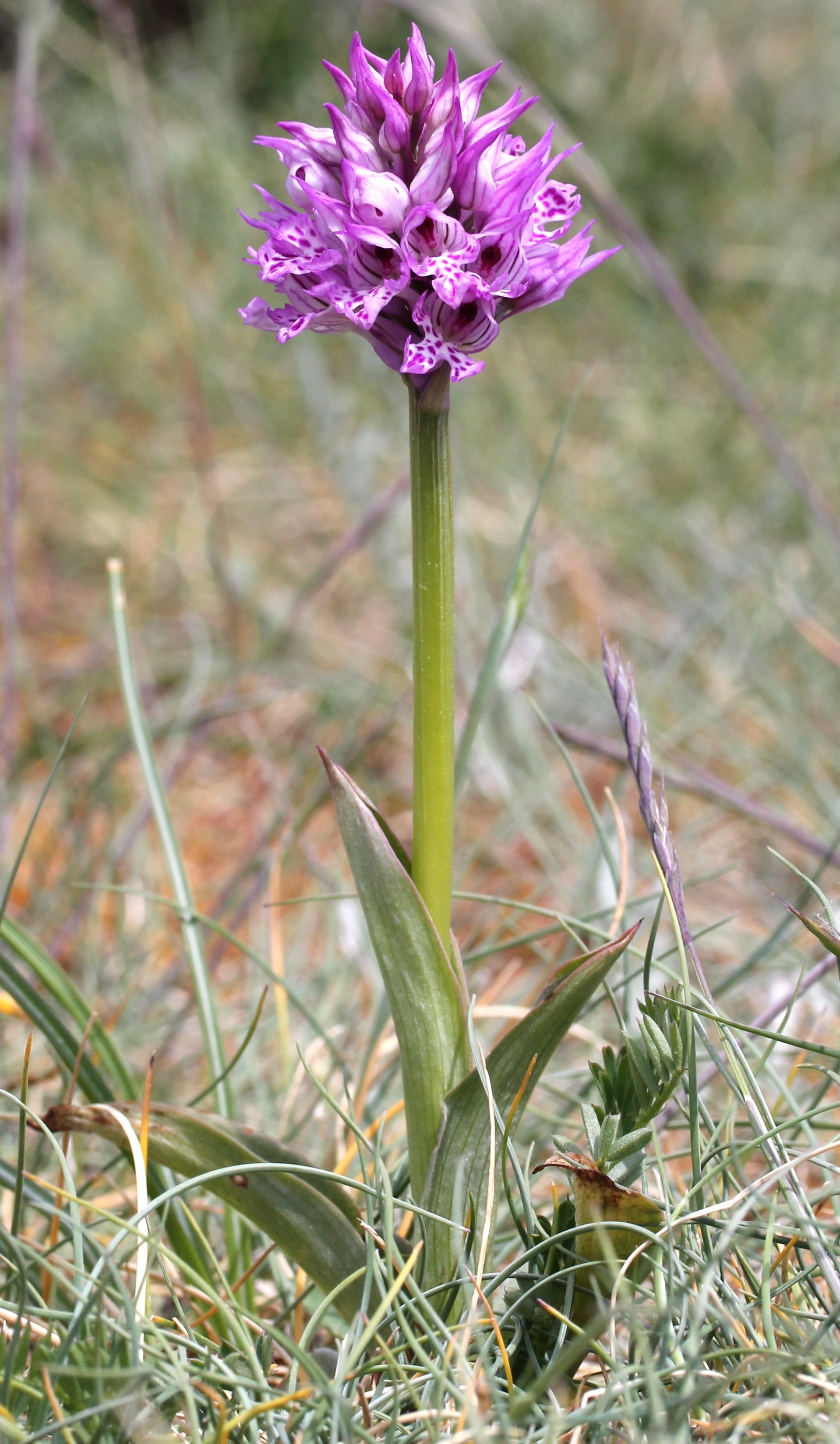 orchis tridentata