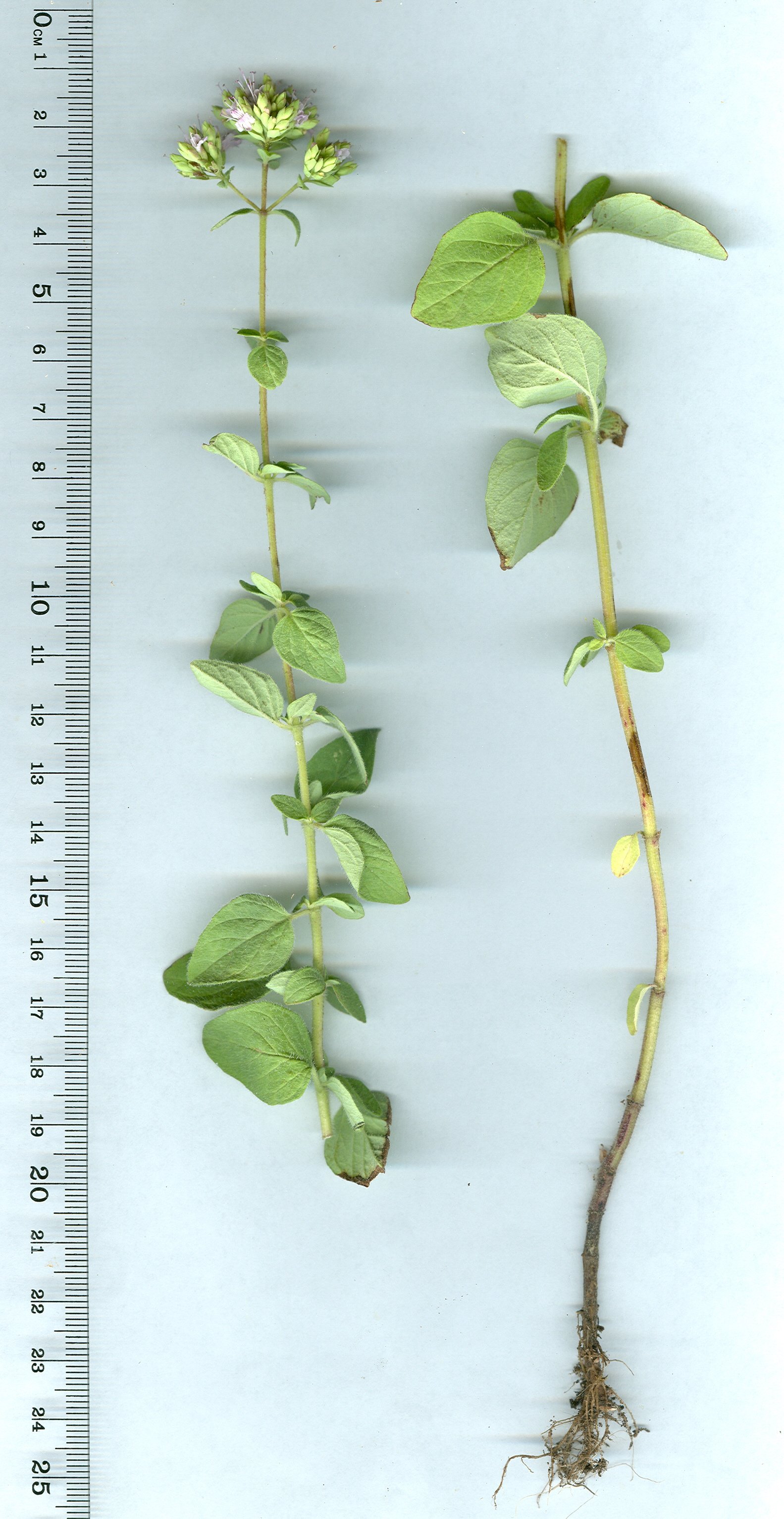 Origanum vulgareoriganum vulgare