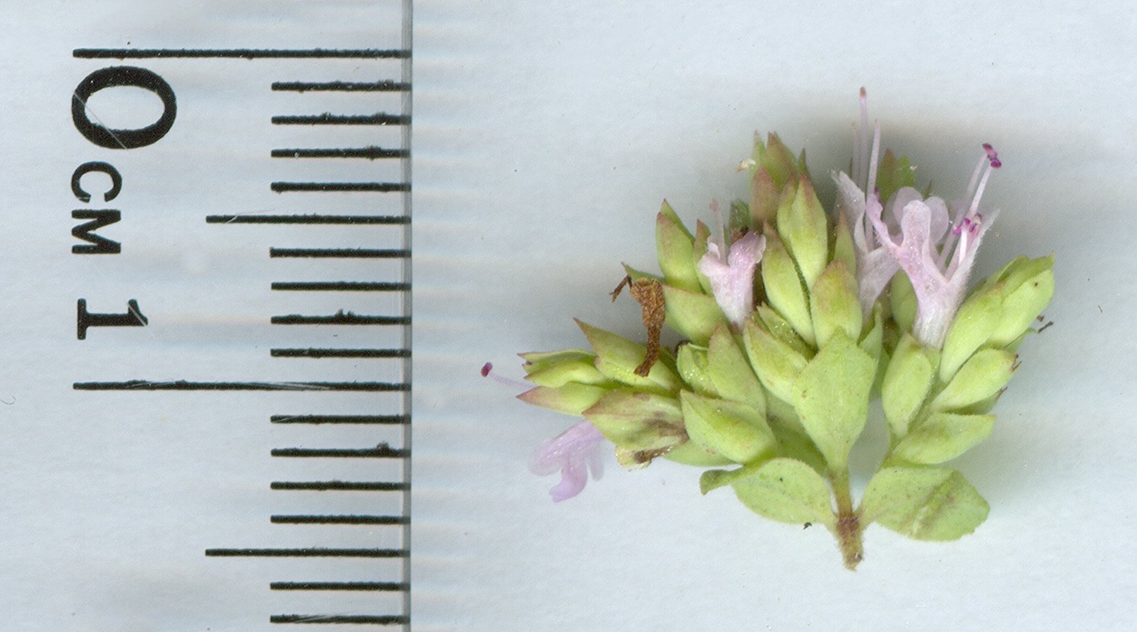 Origanum vulgareoriganum vulgare