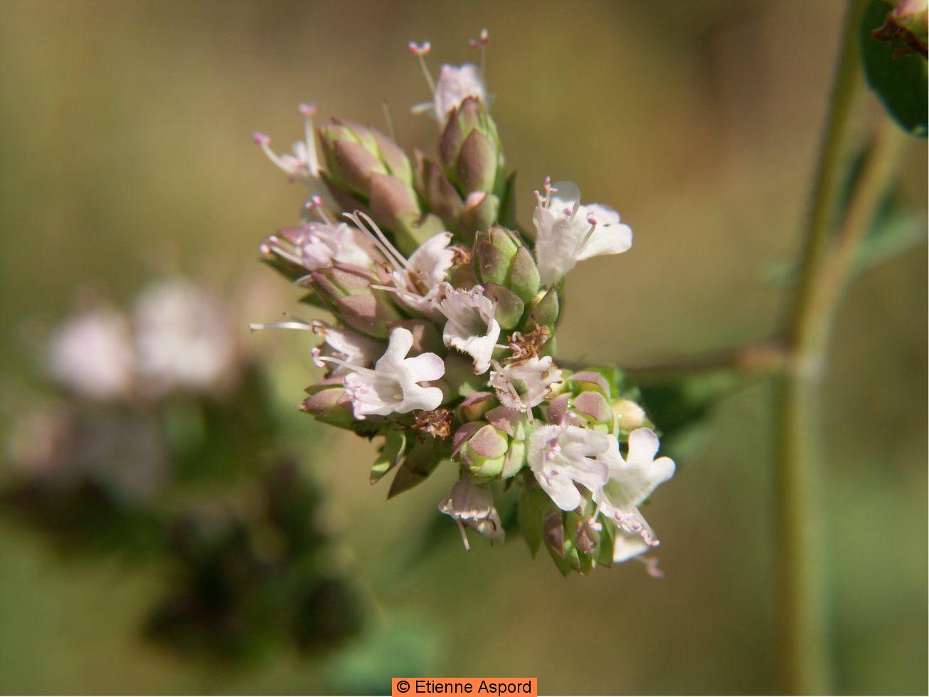Origanum vulgareoriganum vulgare