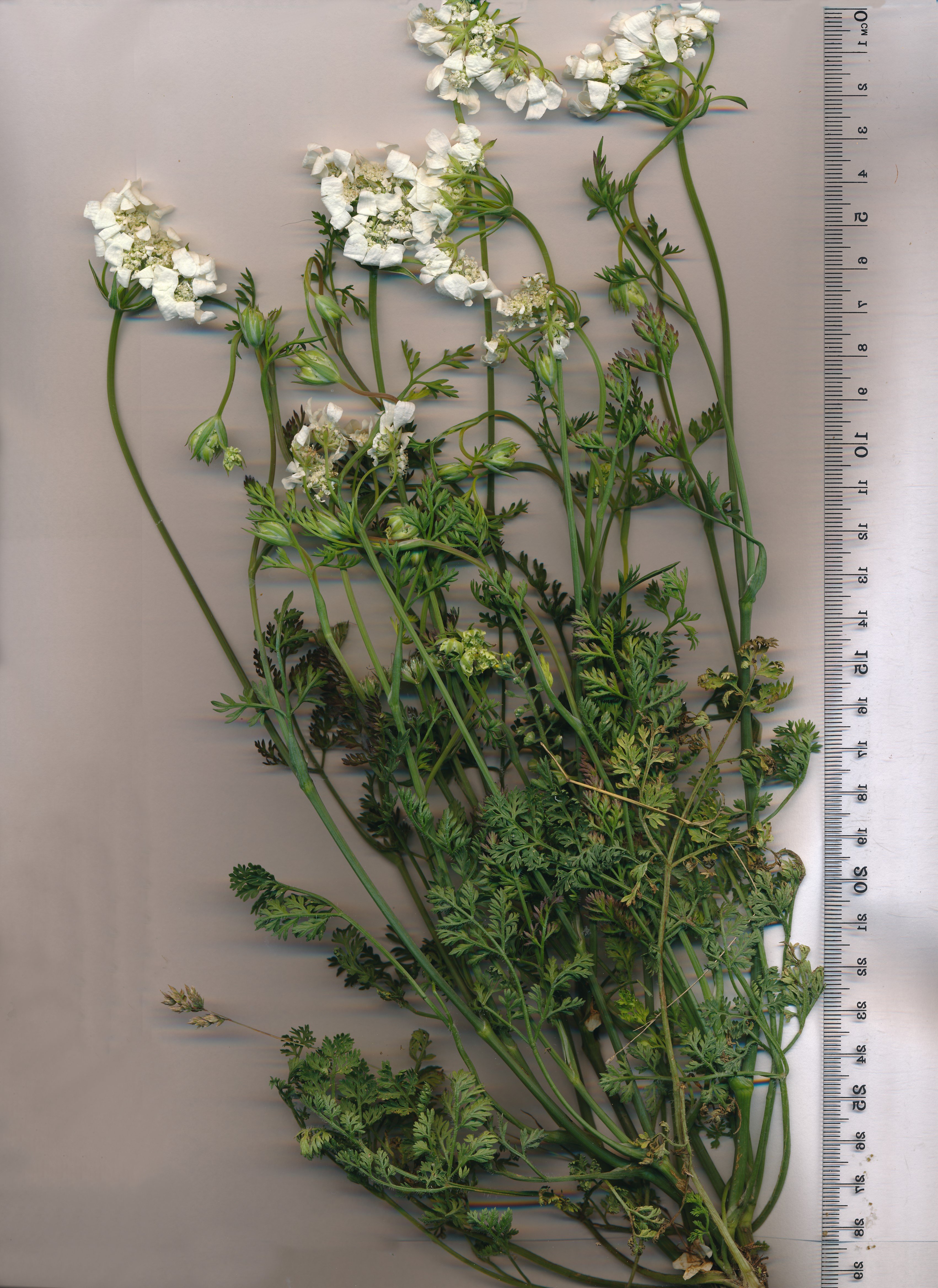 orlaya grandiflora